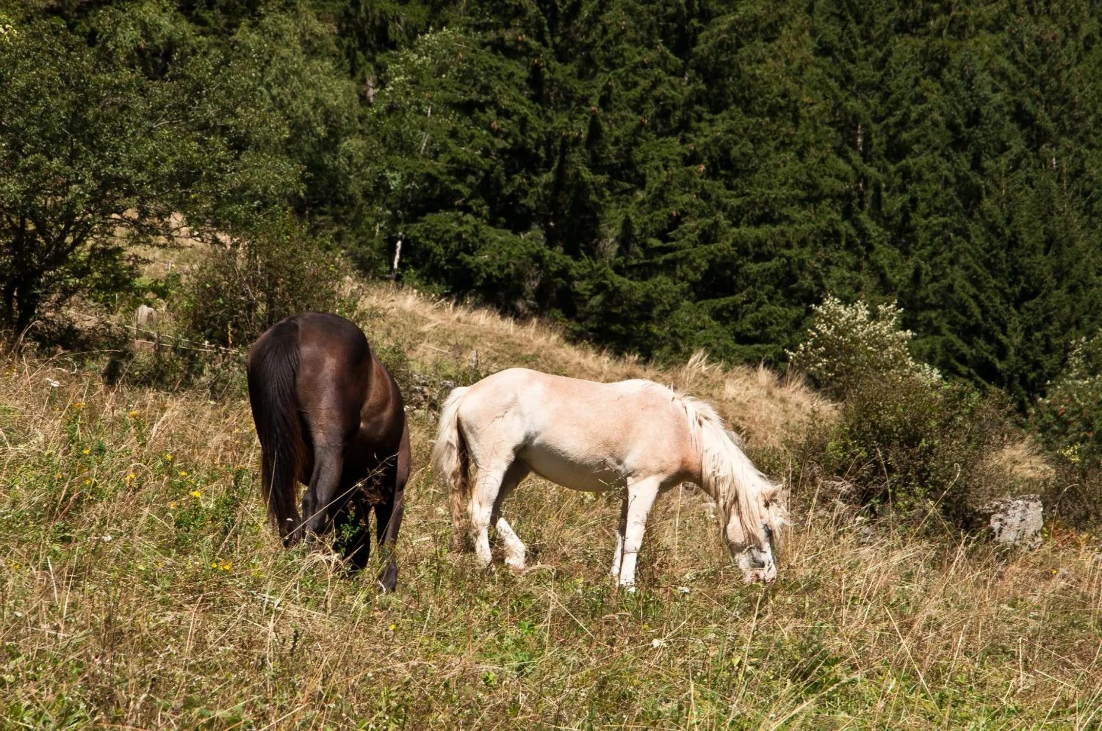 Horse-riding in Hotel Chalet Alpenrose Bio Wellness Naturaktivhotel