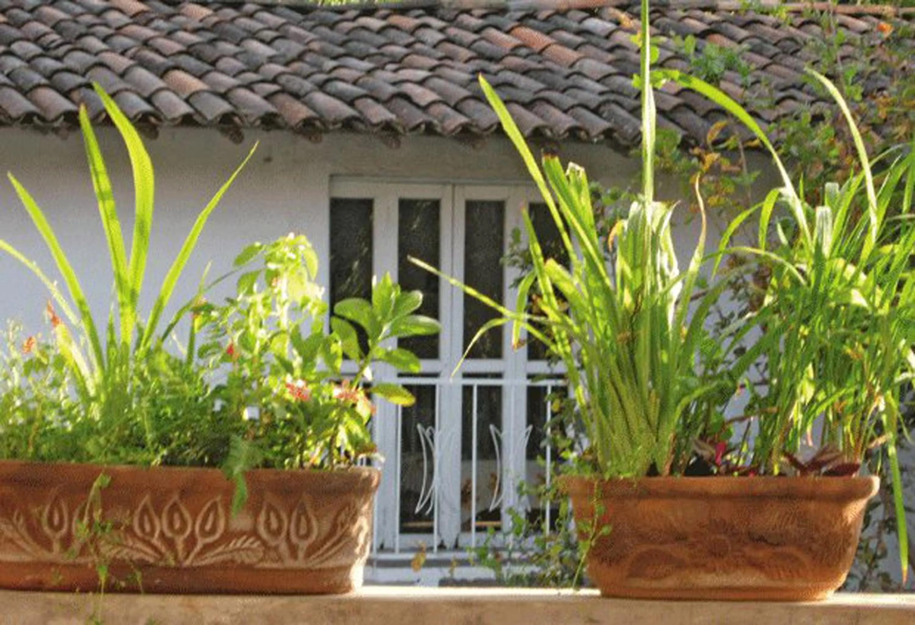 Garden in La Casona Breakfast & Wellness Center