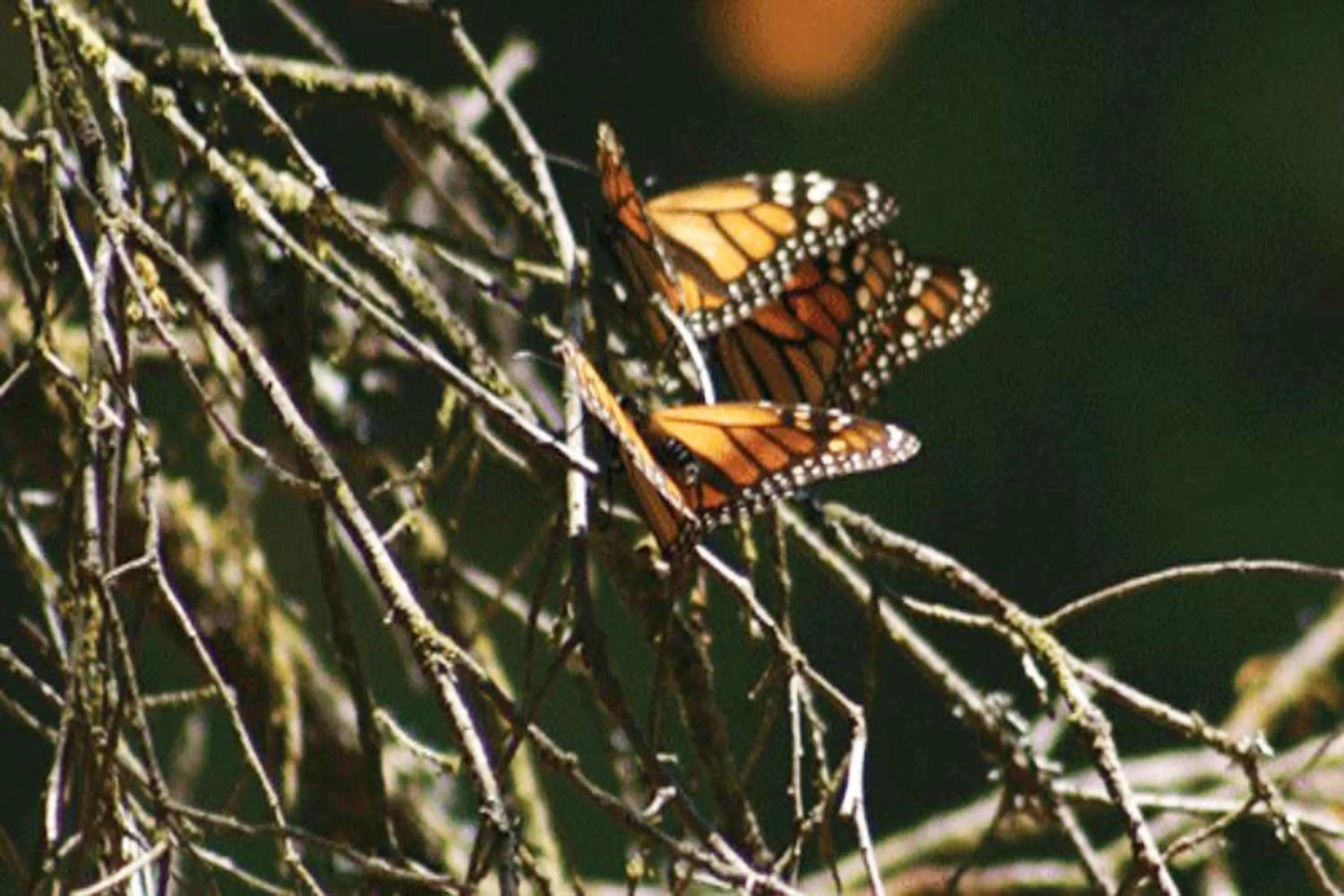 Activities in La Casona Breakfast & Wellness Center