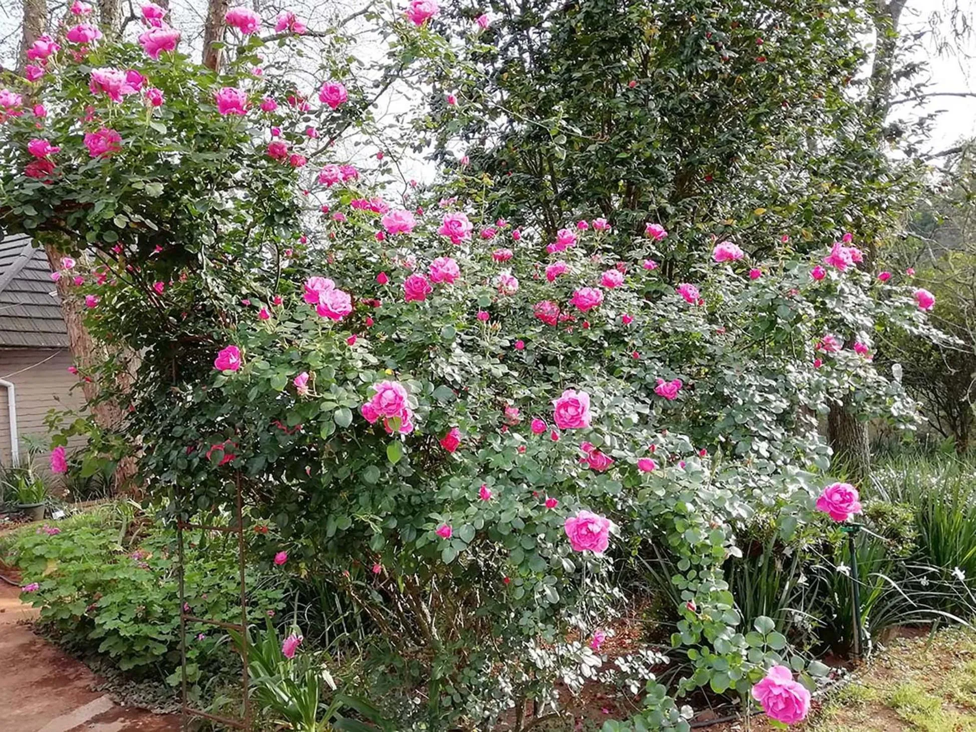 Garden in Sabie Star