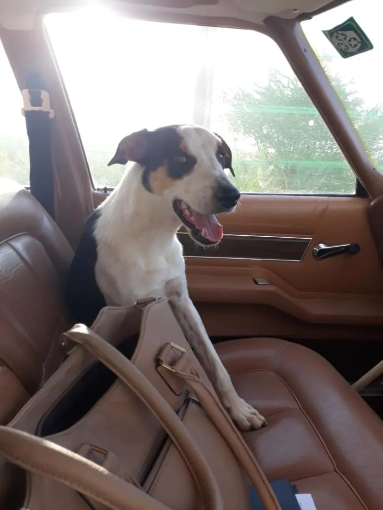 Pets in Augrabies De Oude Stoor Guesthouse