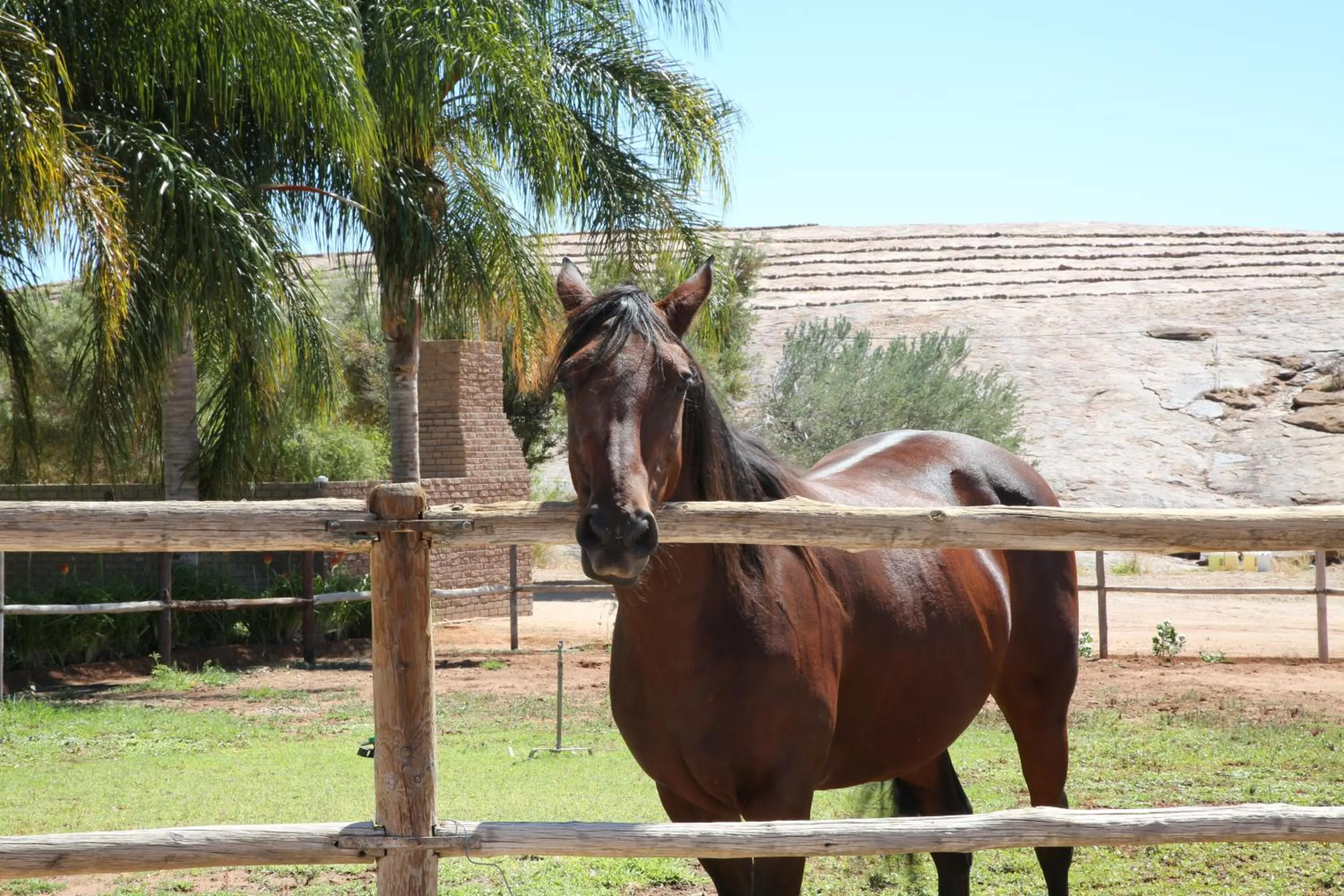 Animals in Augrabies De Oude Stoor Guesthouse