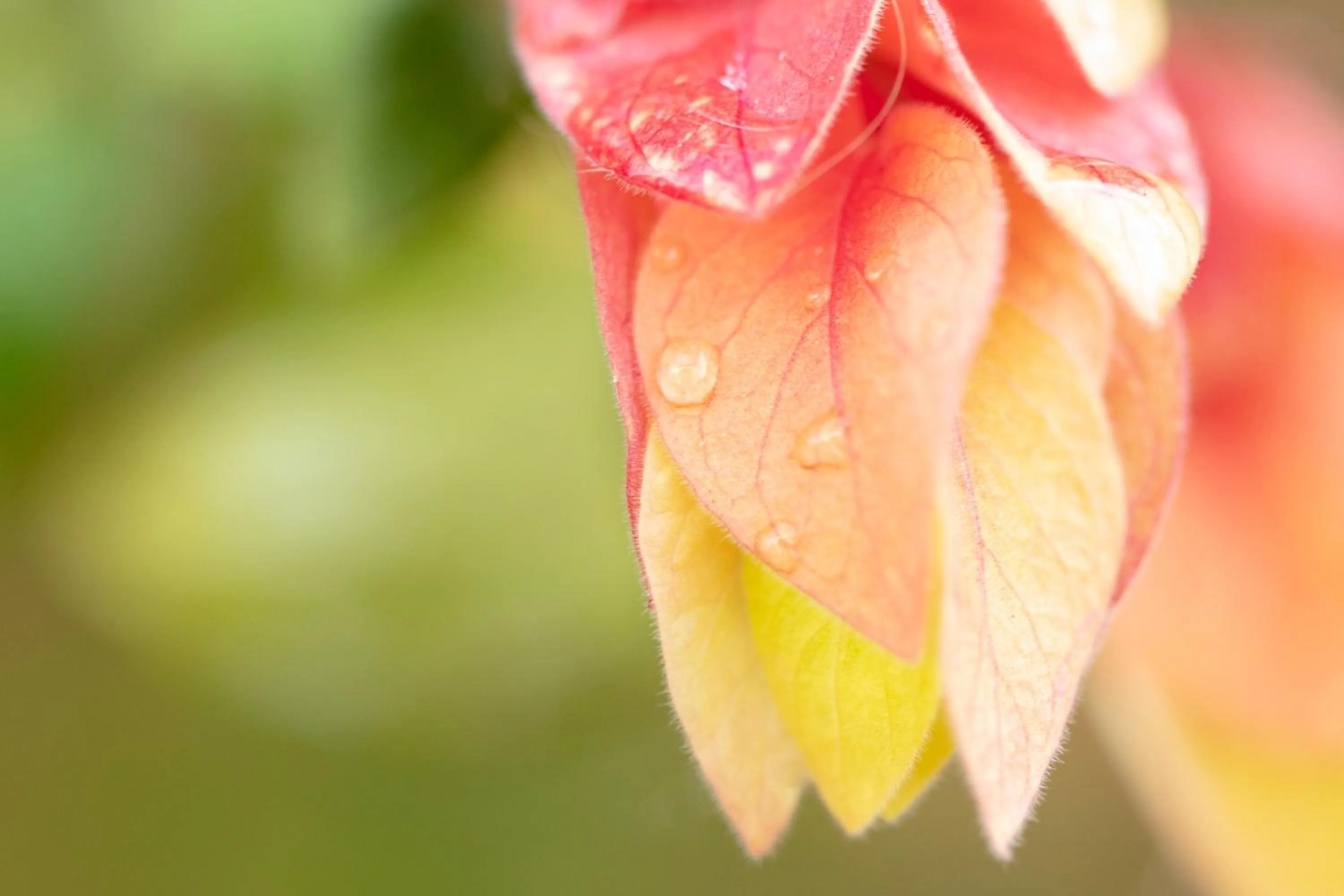 Garden view in Menlyn Apartments