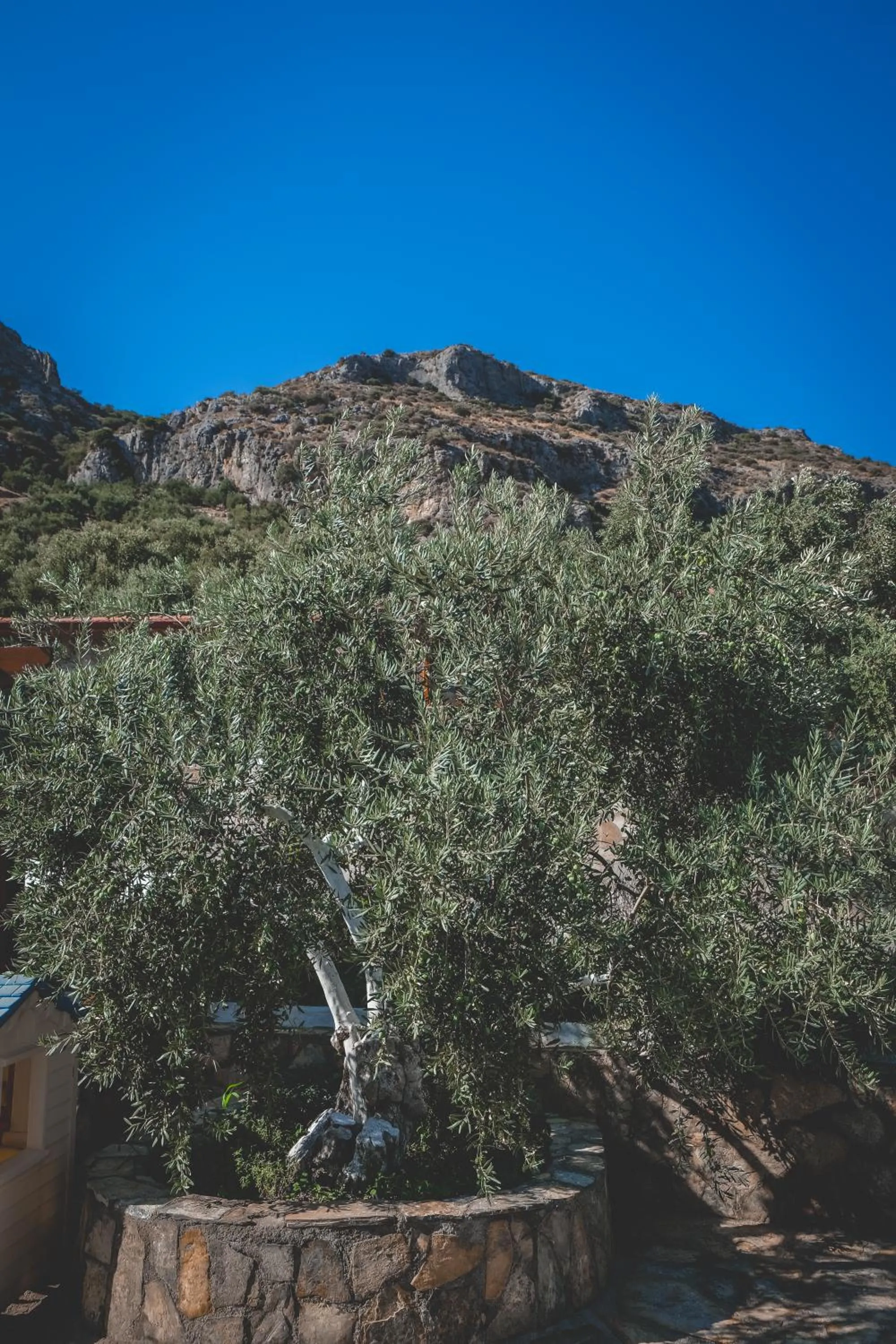 Garden in Natureland Efes Pension