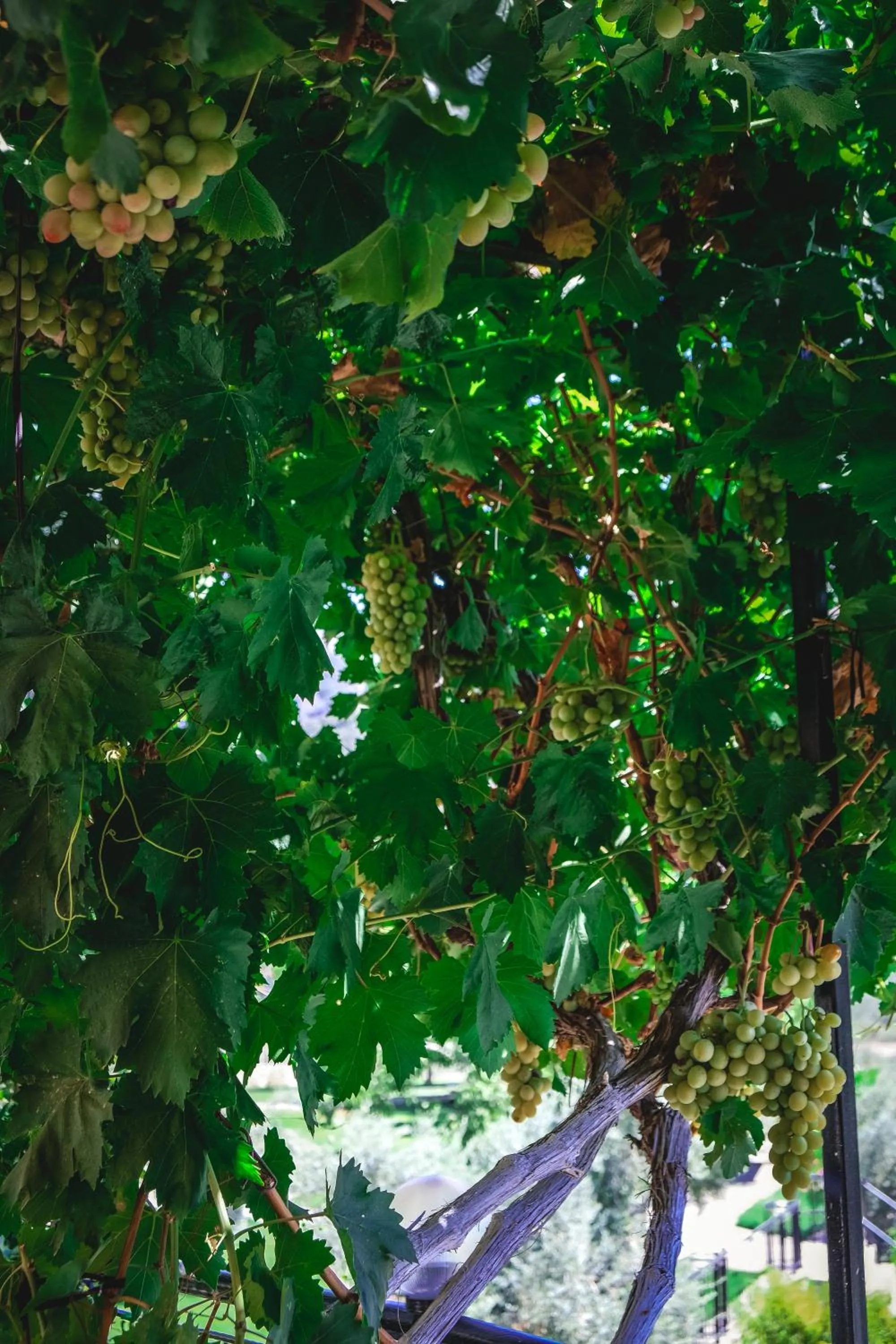 Garden in Natureland Efes Pension