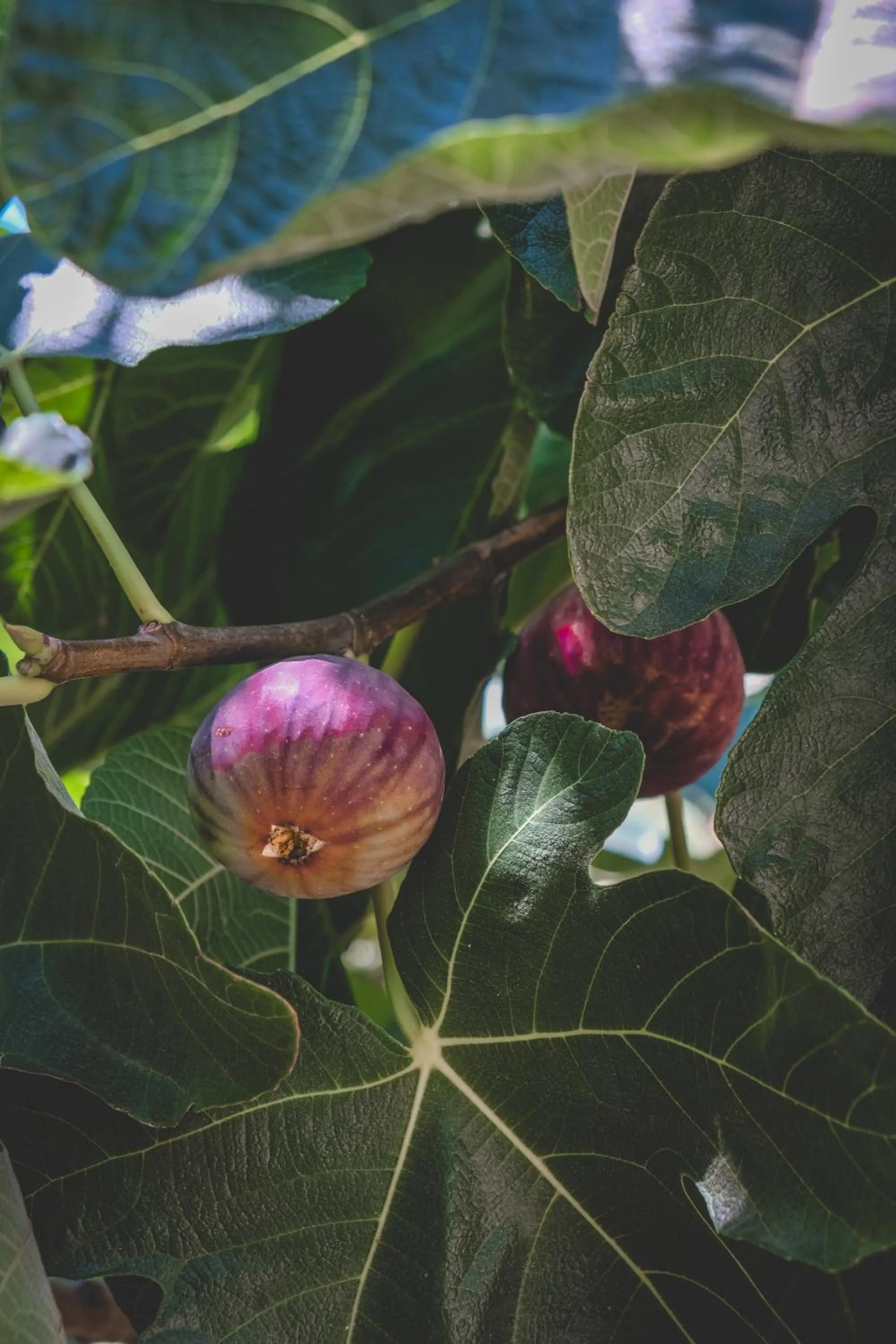 Garden in Natureland Efes Pension