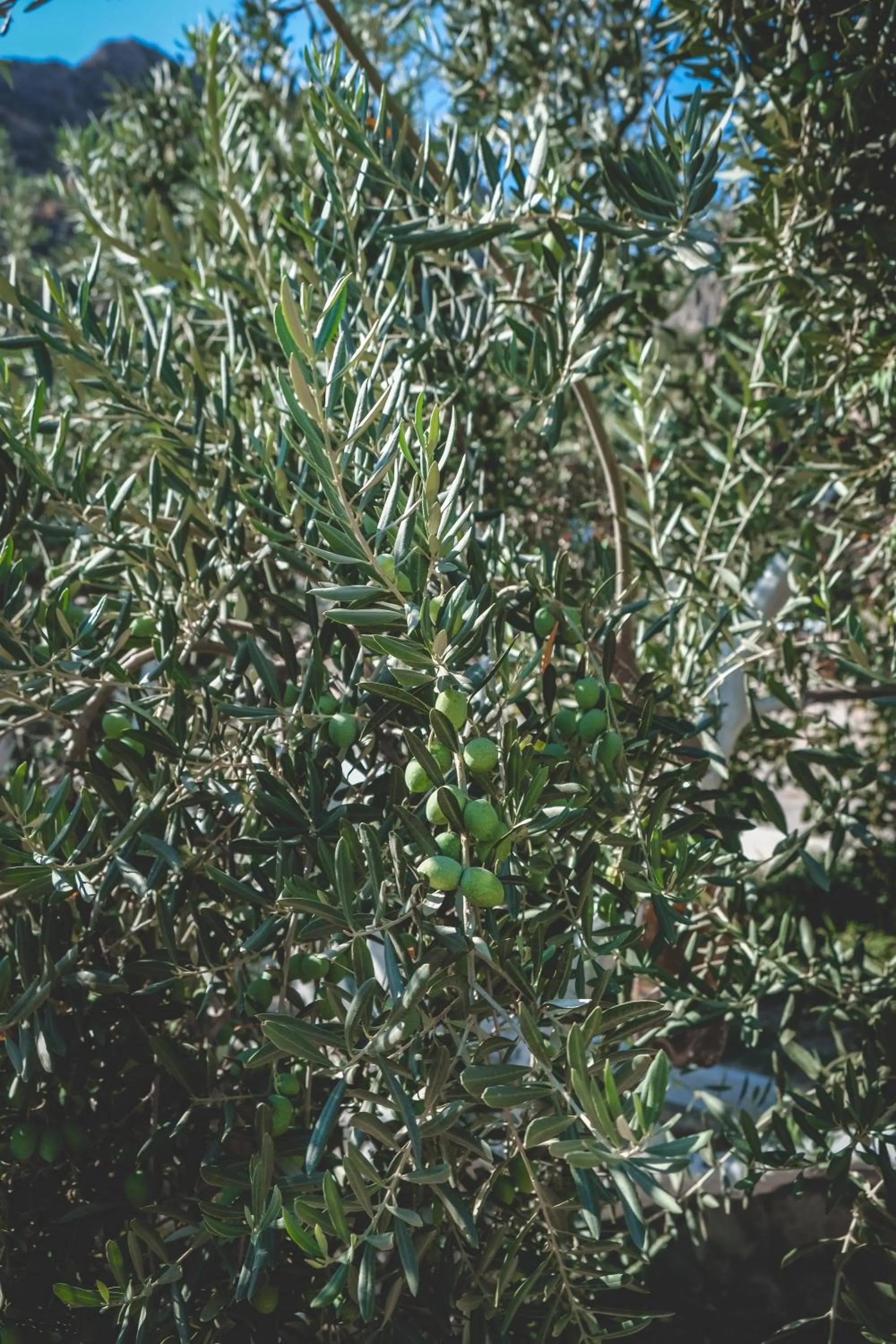 Garden in Natureland Efes Pension