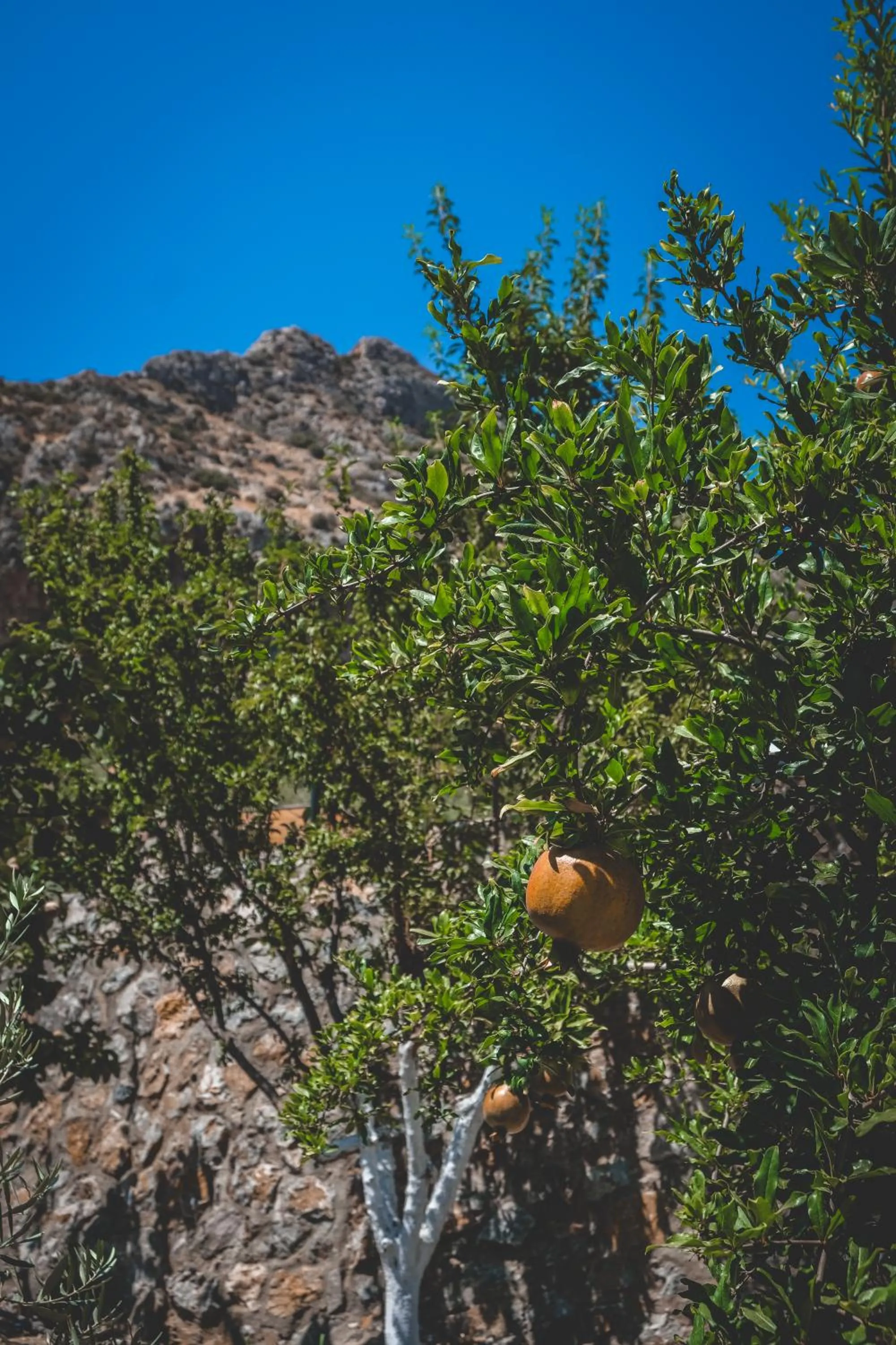 Garden in Natureland Efes Pension