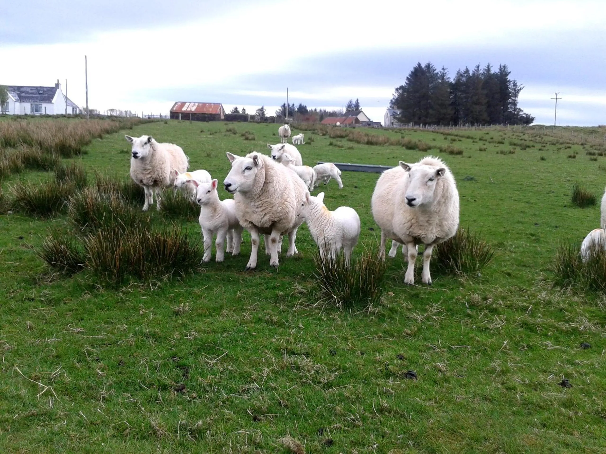 Pets in House on the Falls