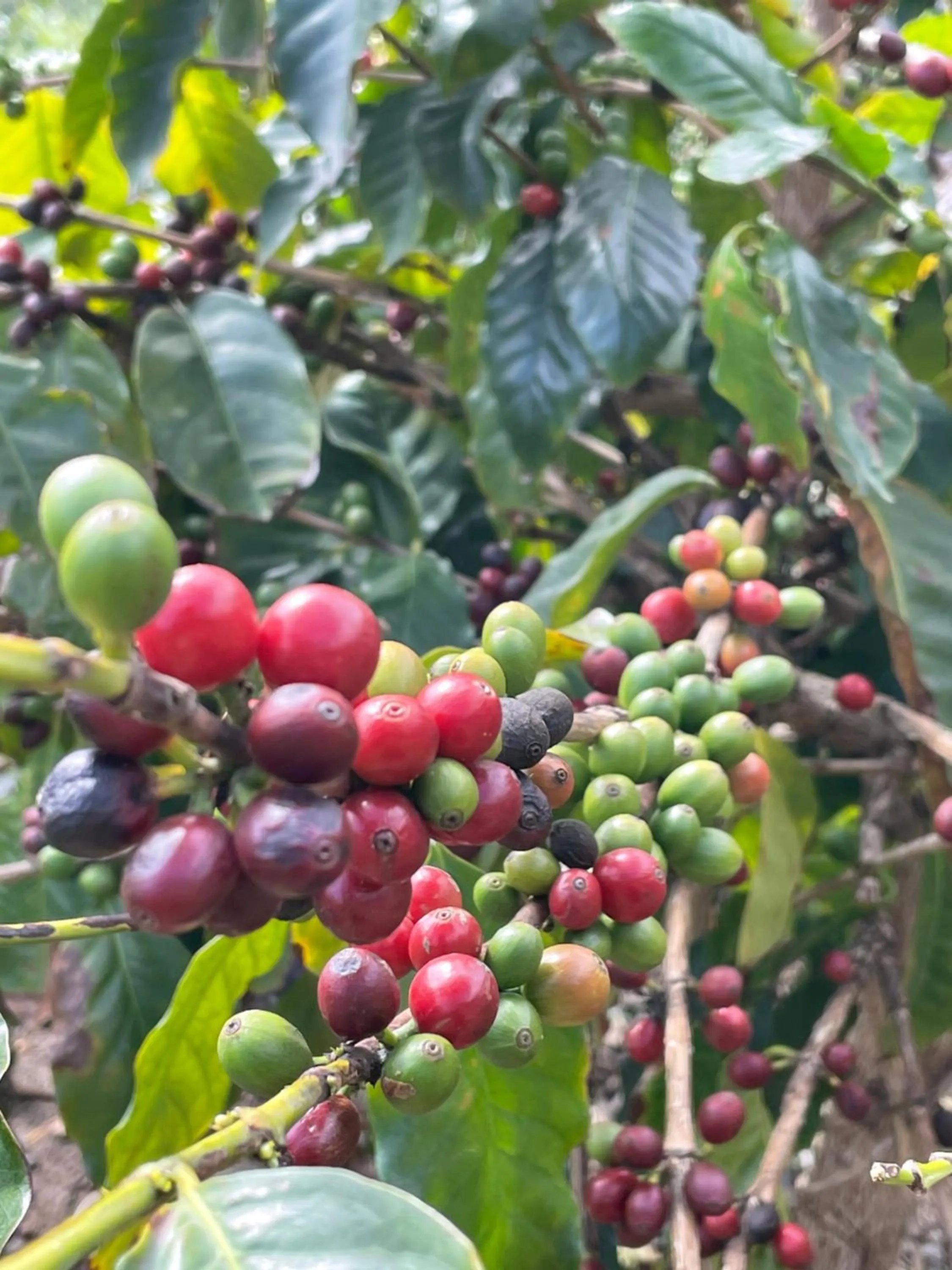 Buffet breakfast in Hotel Rural Ibo Alfaro - OFFLINE HOTEL