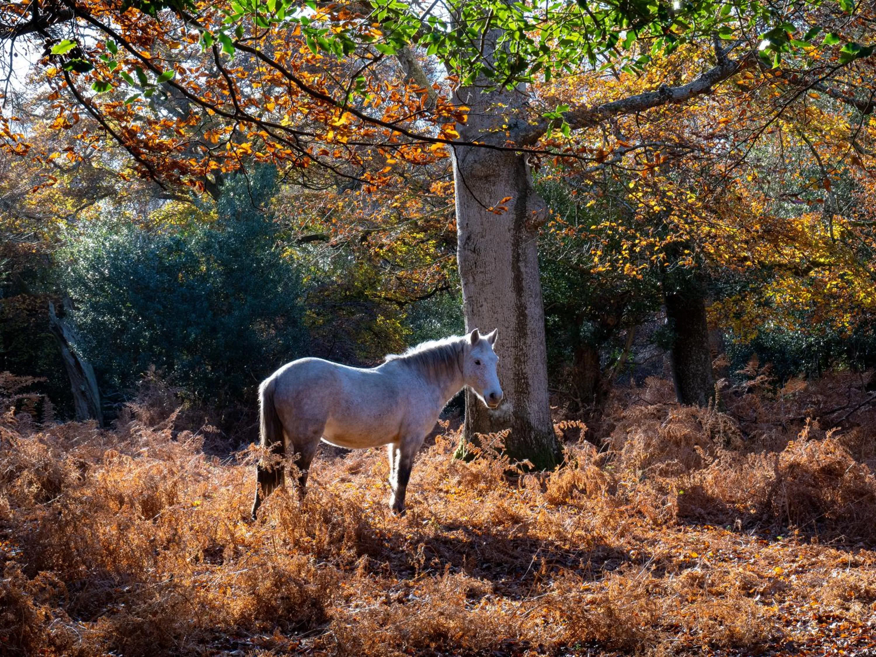 Natural landscape in Wildwood B&B