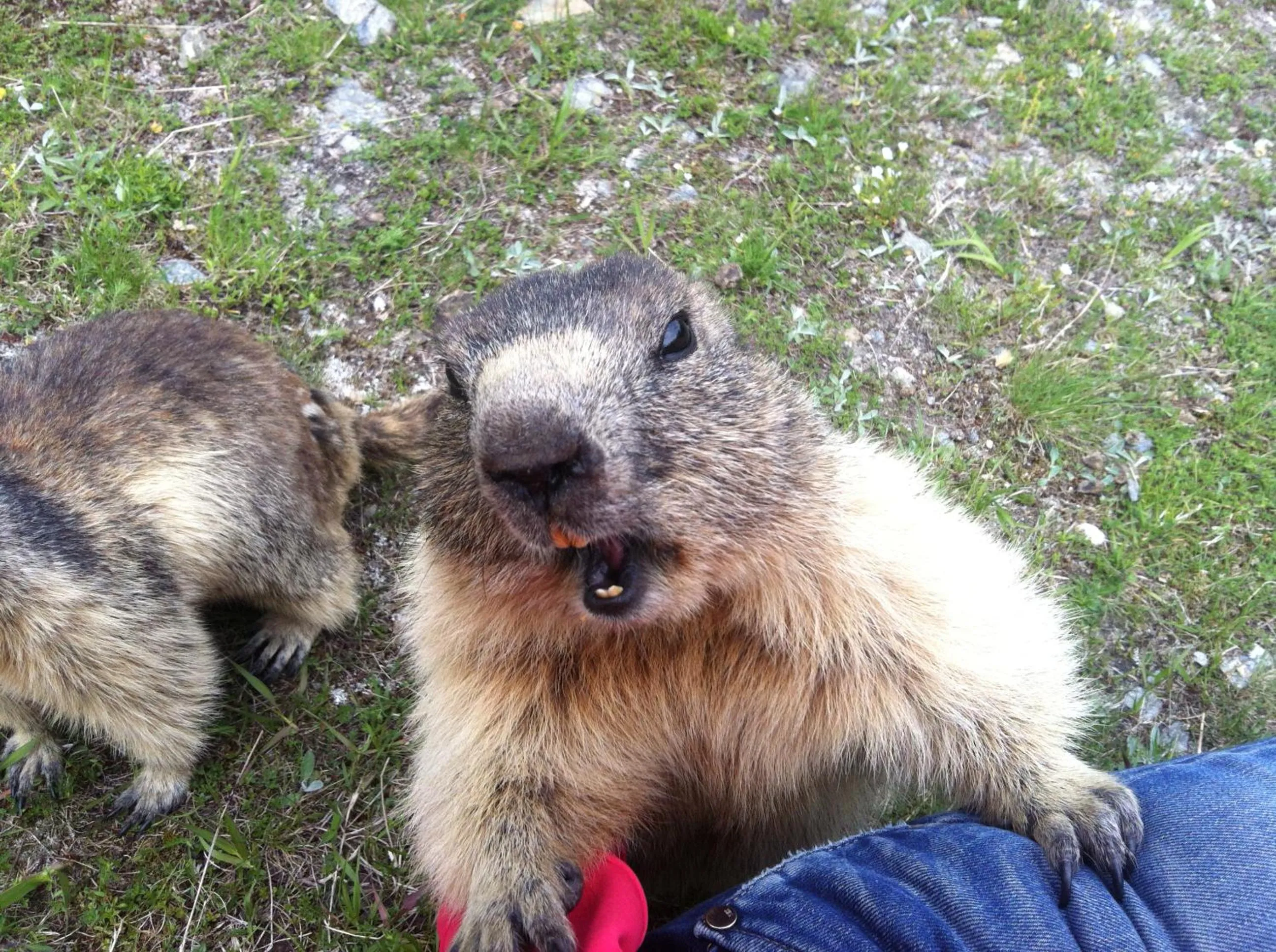 Hiking in Elite Alpine Lodge - Apart & Breakfast