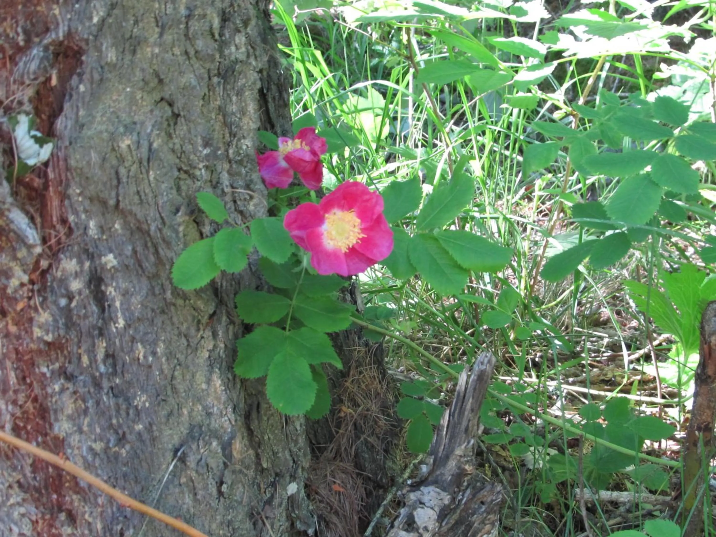 Nearby landmark in Miramonti