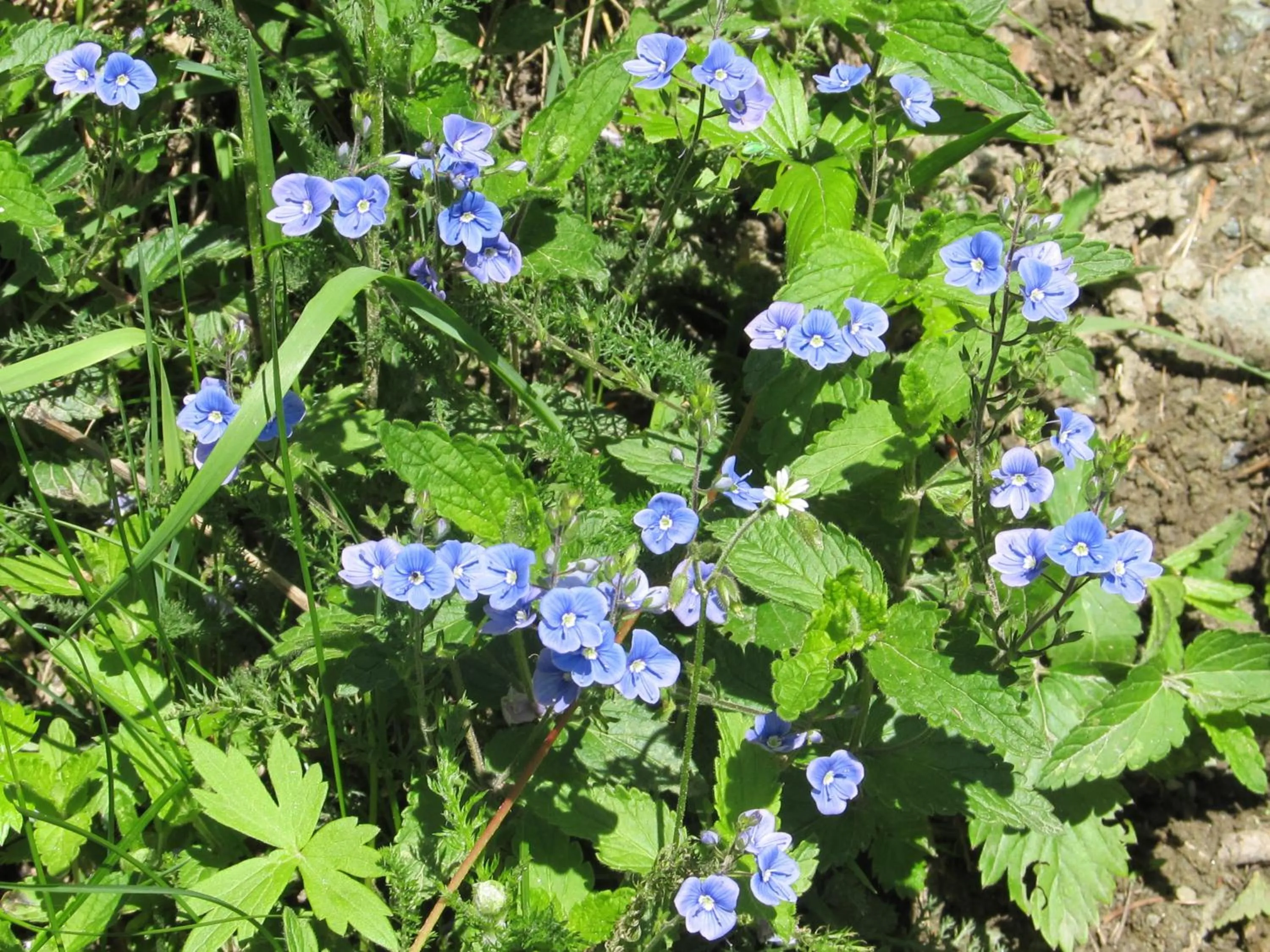 Area and facilities in Miramonti