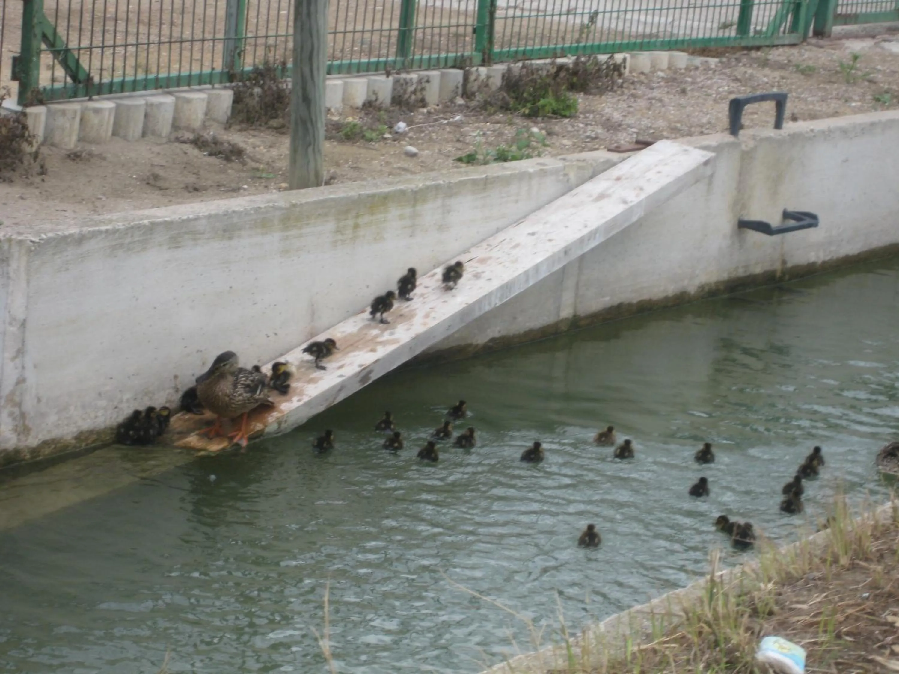 Animals in Hotel Mediterrani Blau