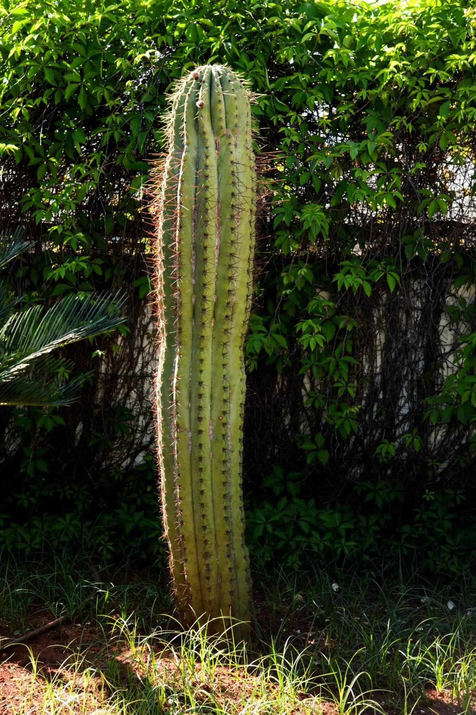 Garden in B&B Villa Ines