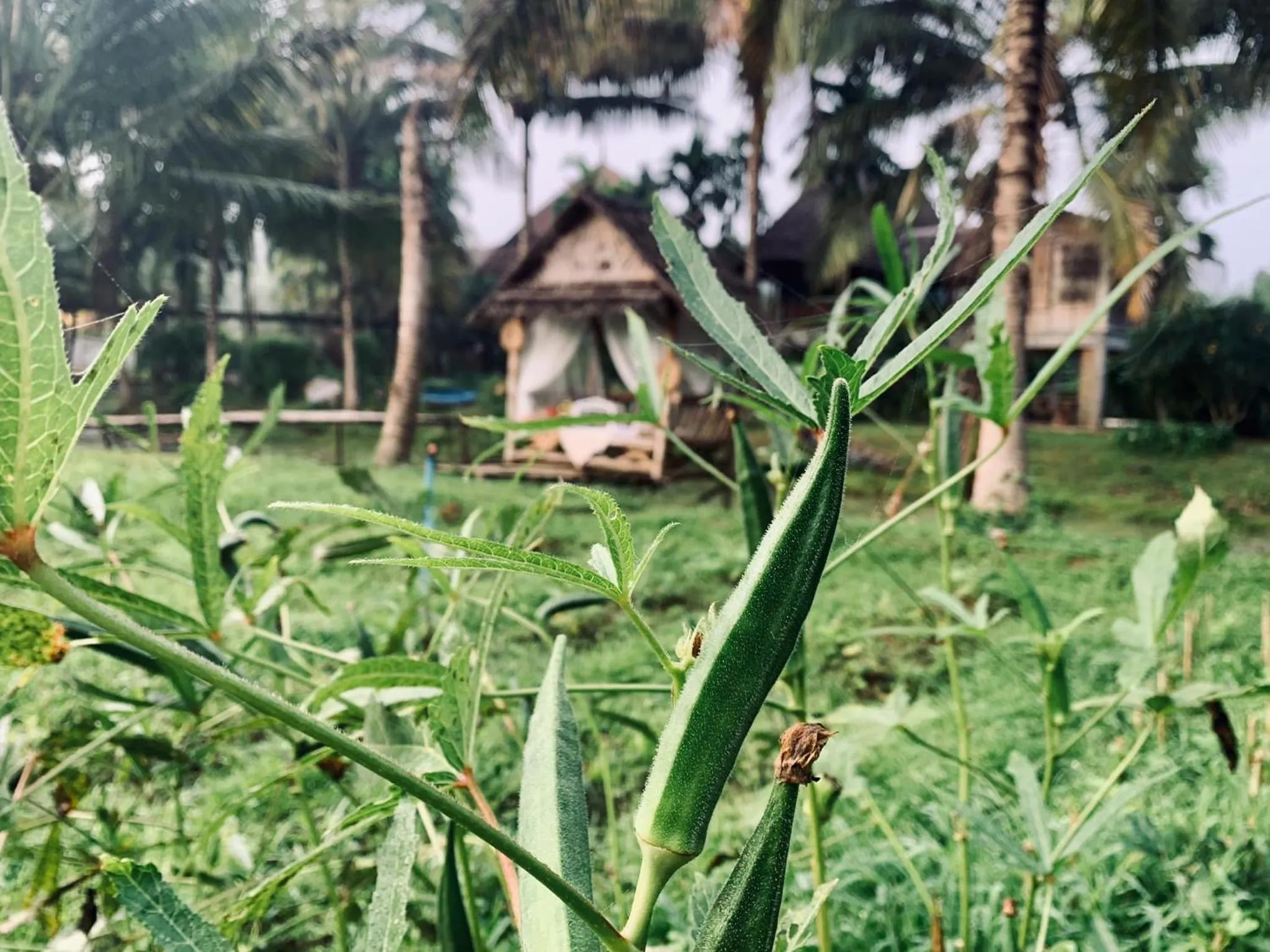 Garden in Orchard Pa La U