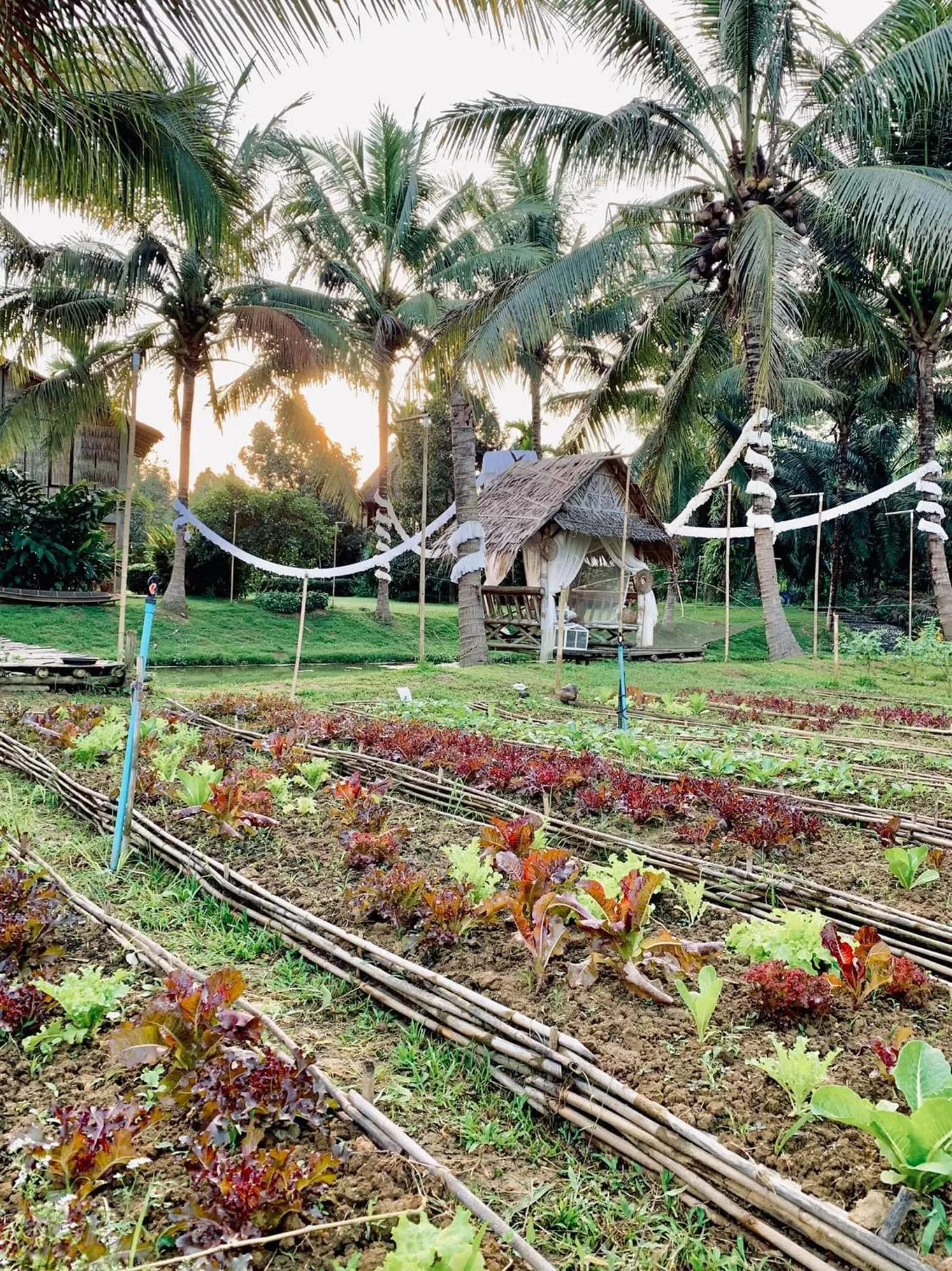 Garden in Orchard Pa La U