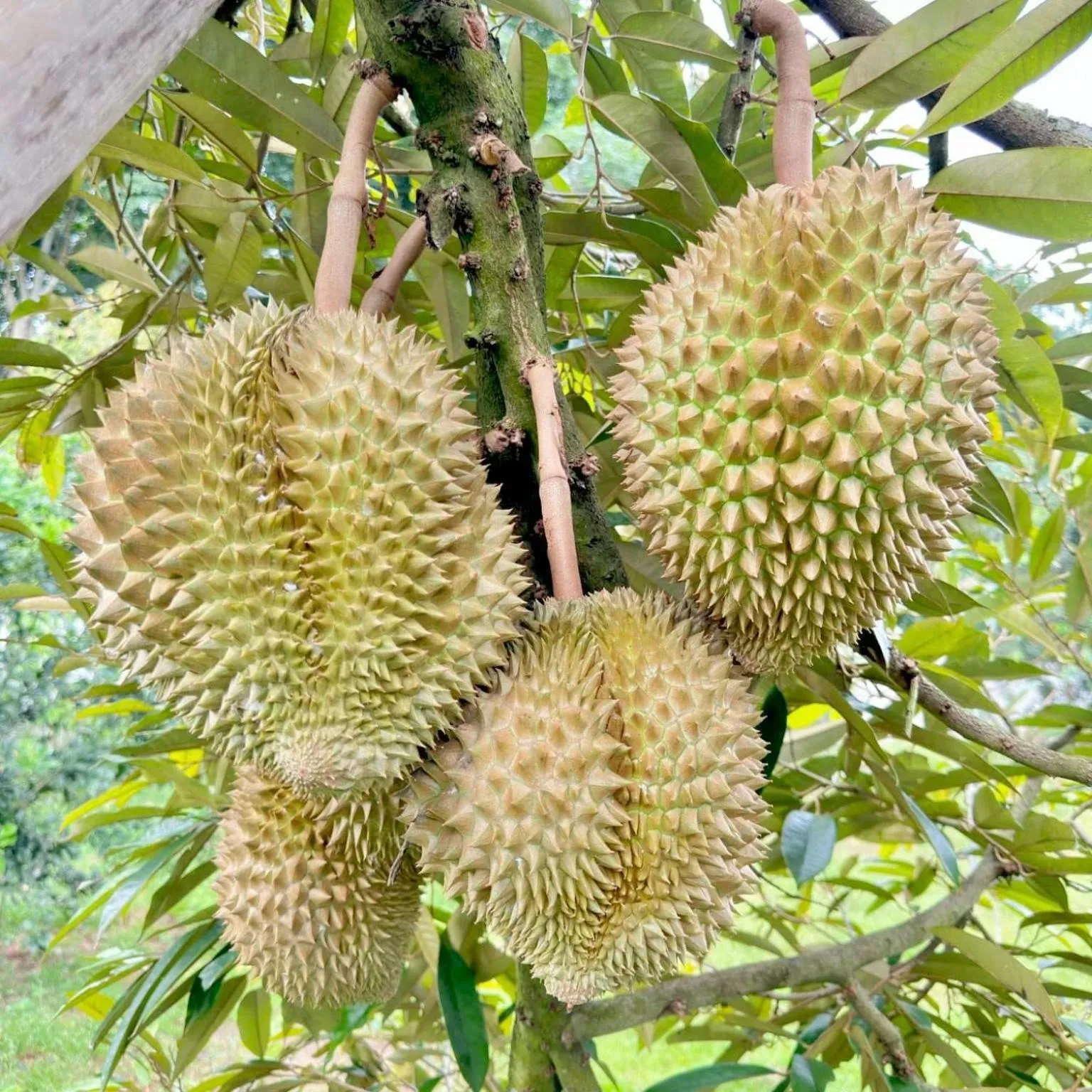 Garden in Orchard Pa La U