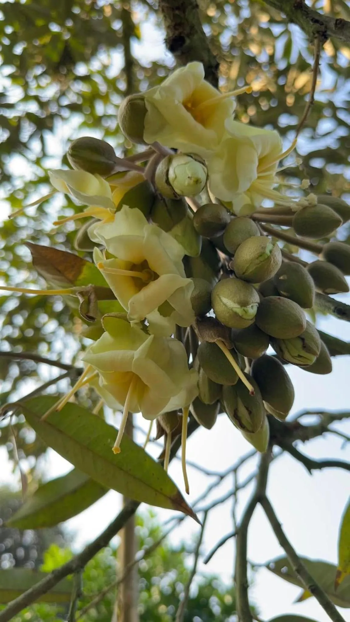 Garden in Orchard Pa La U