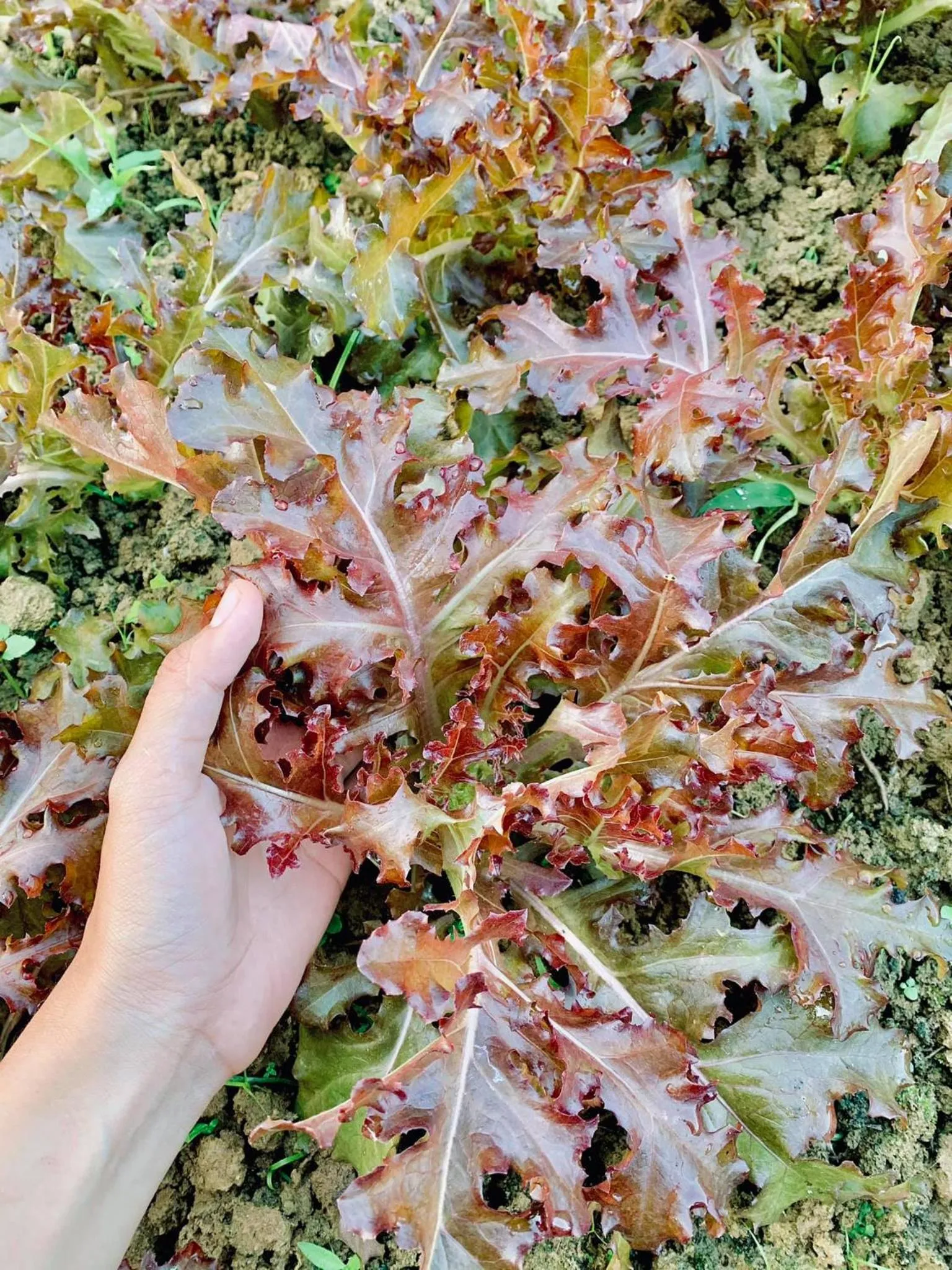 Garden in Orchard Pa La U