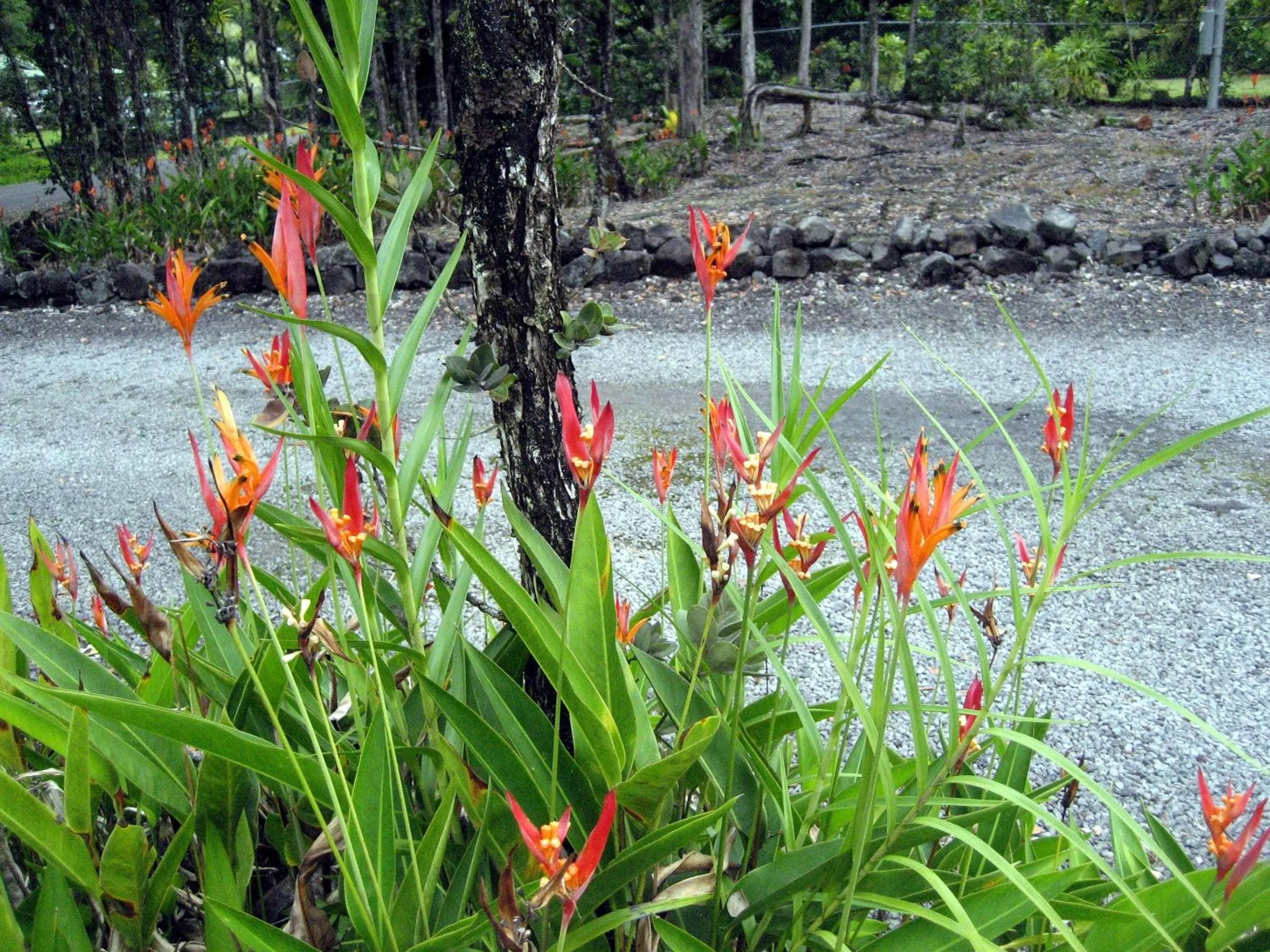 Natural landscape in Keaau Place