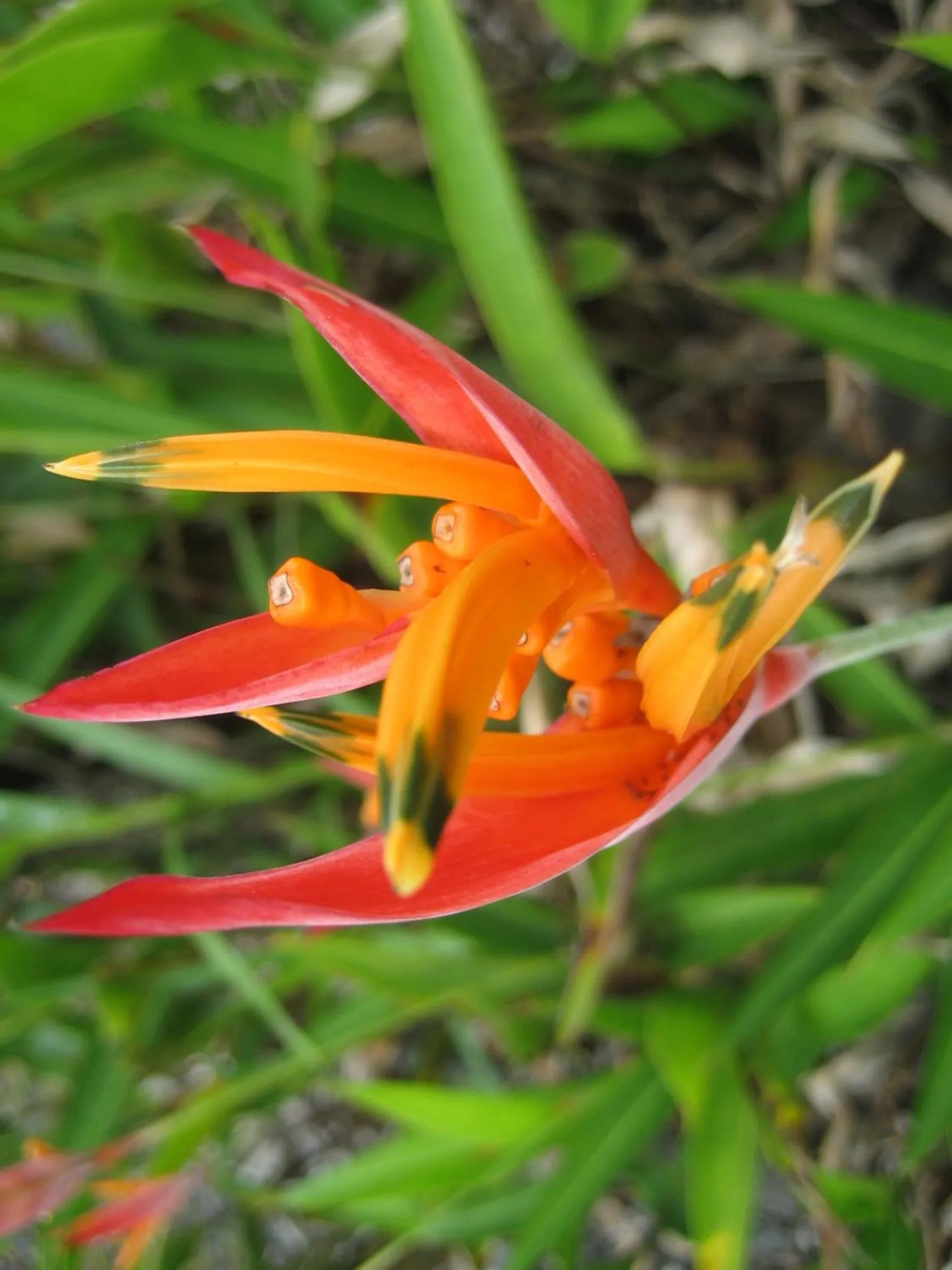 Spring in Keaau Place