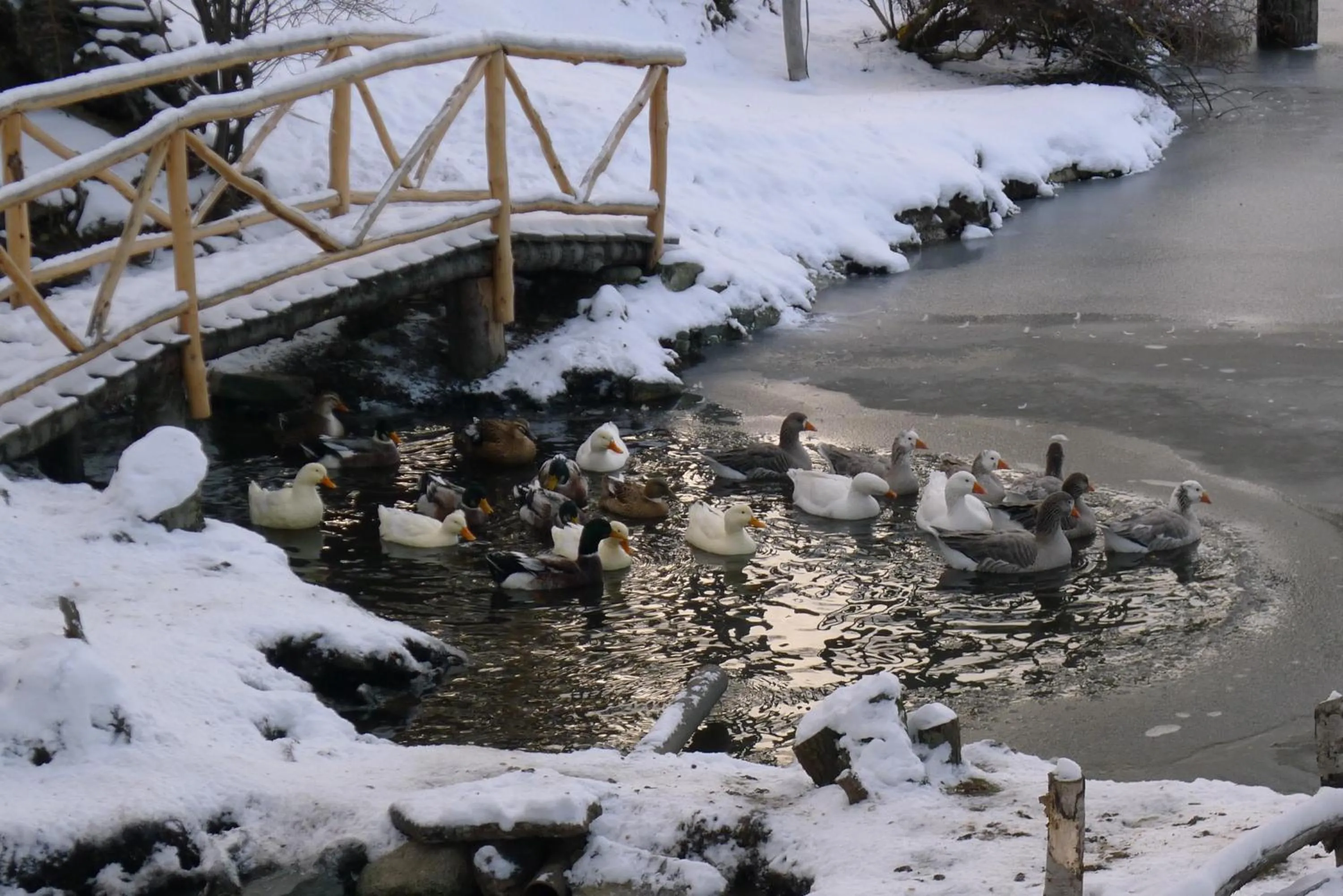 Animals in Aldea Nevada