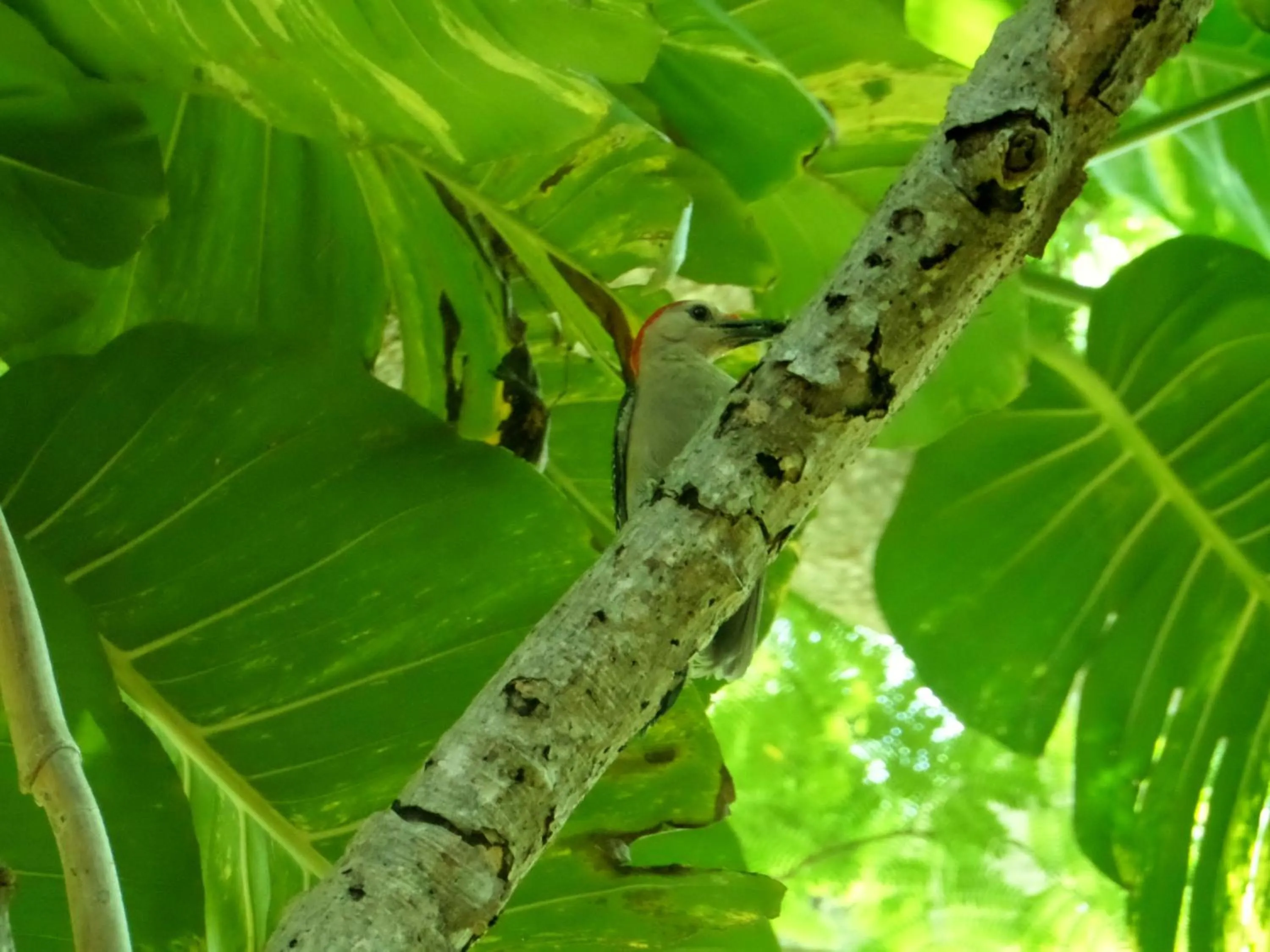 Animals in Hacienda Misne
