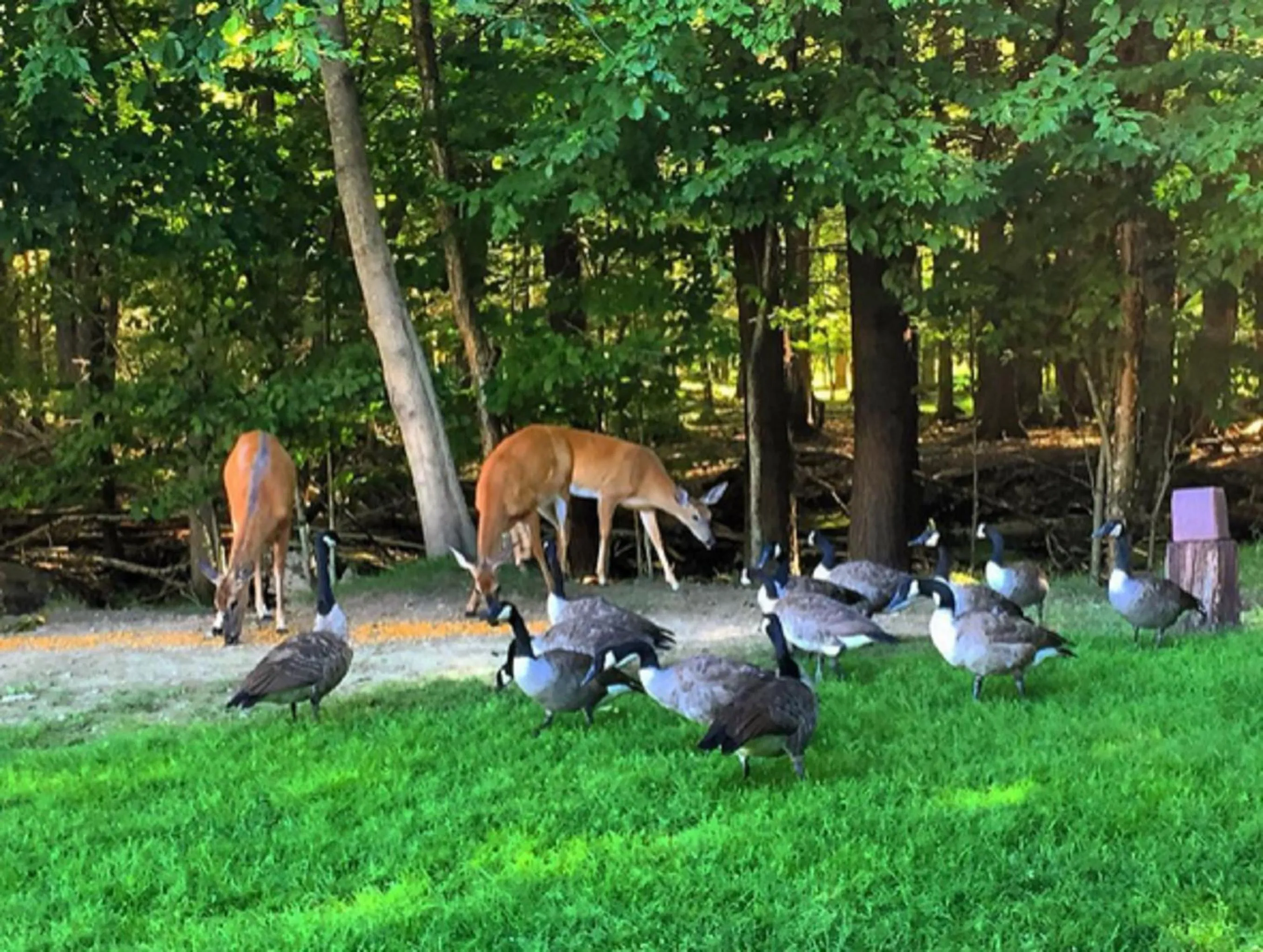 Neighbourhood in Cove Haven Resort