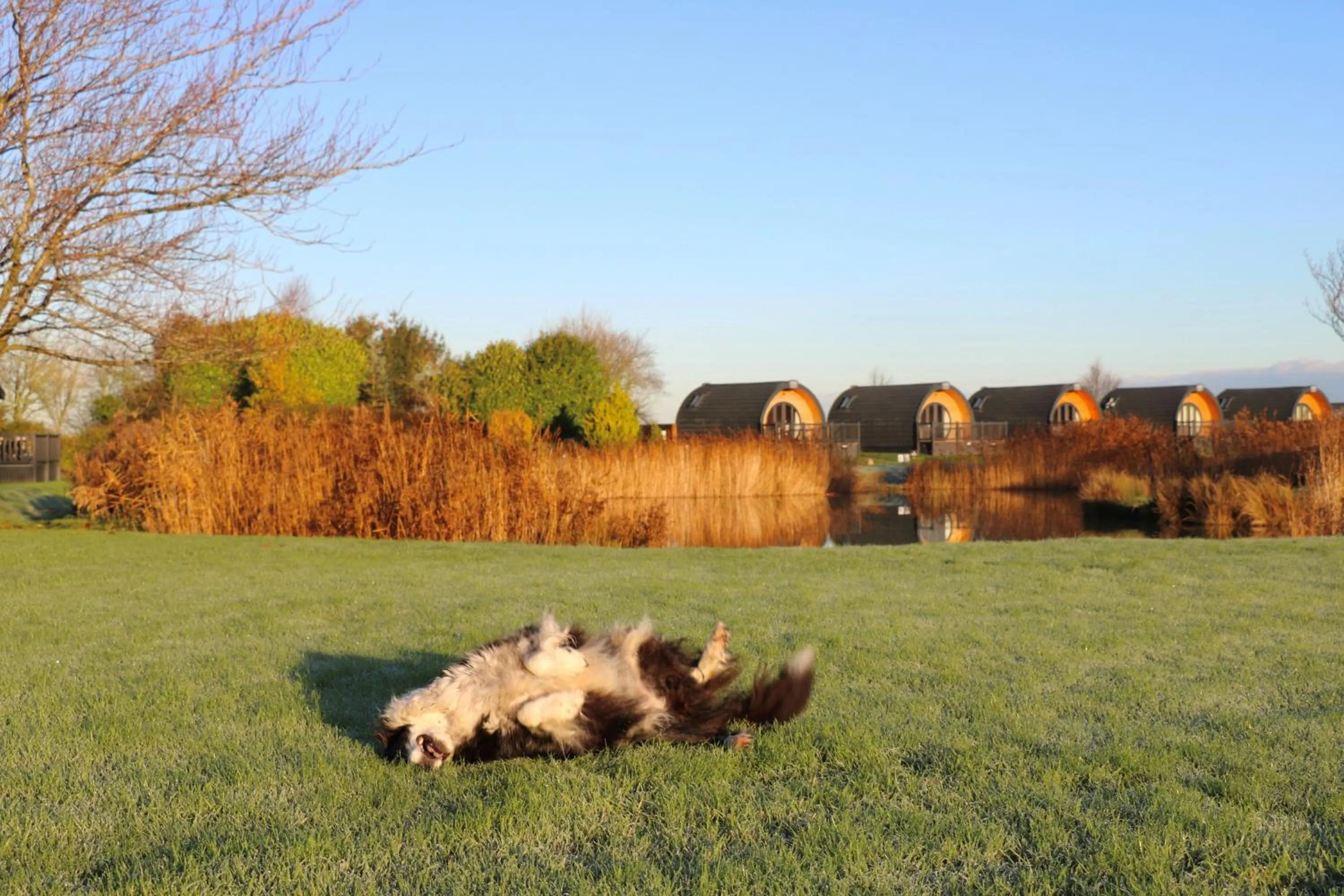 Animals in Grange Farm Park