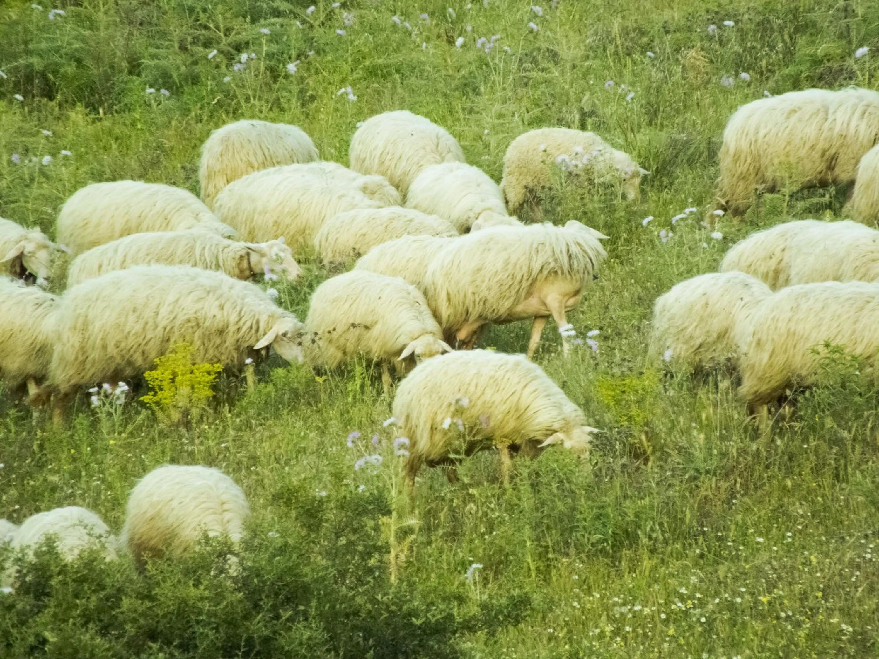 Other in Tenuta Su Vrau