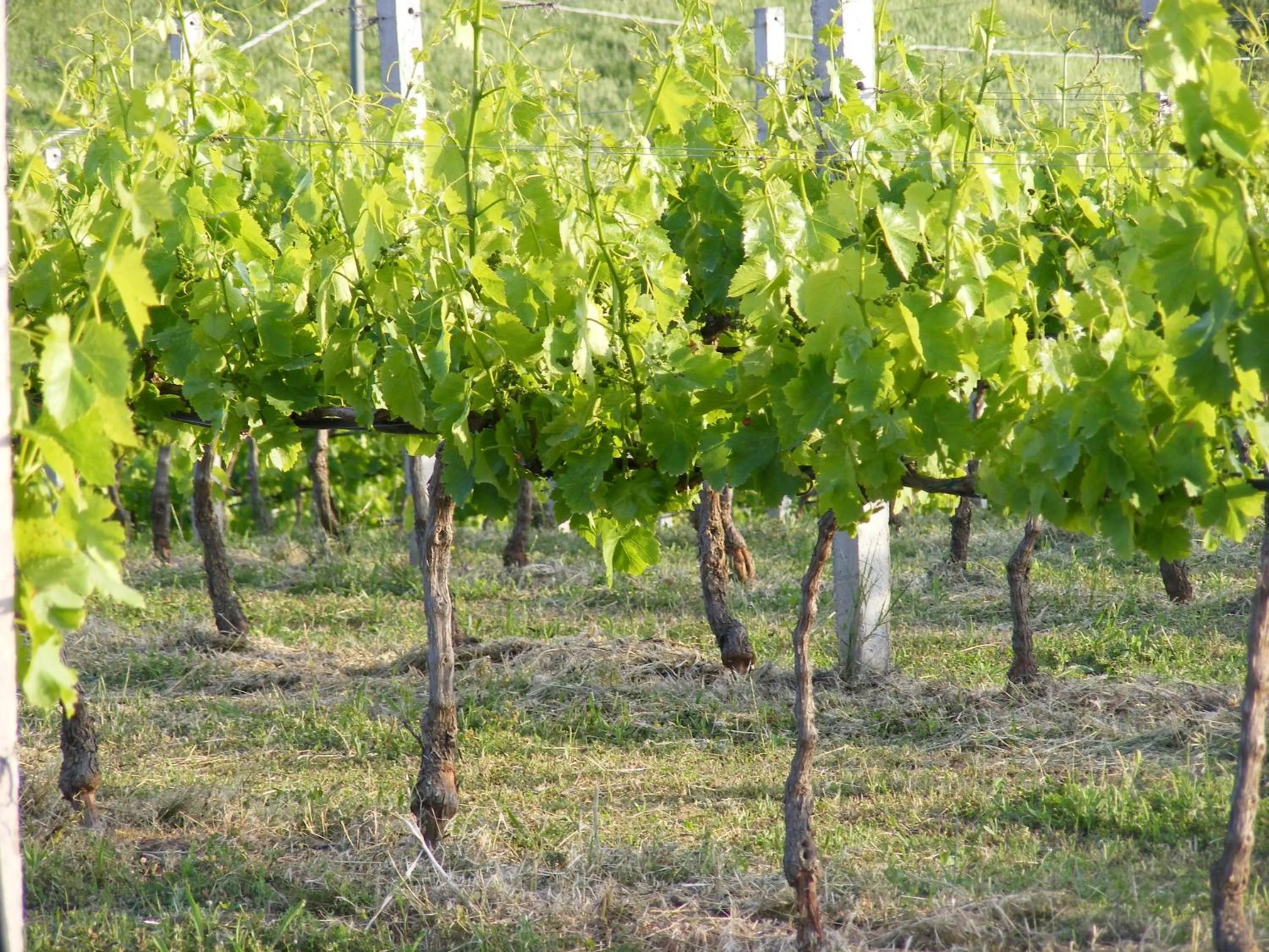 Garden in Tenuta Su Vrau