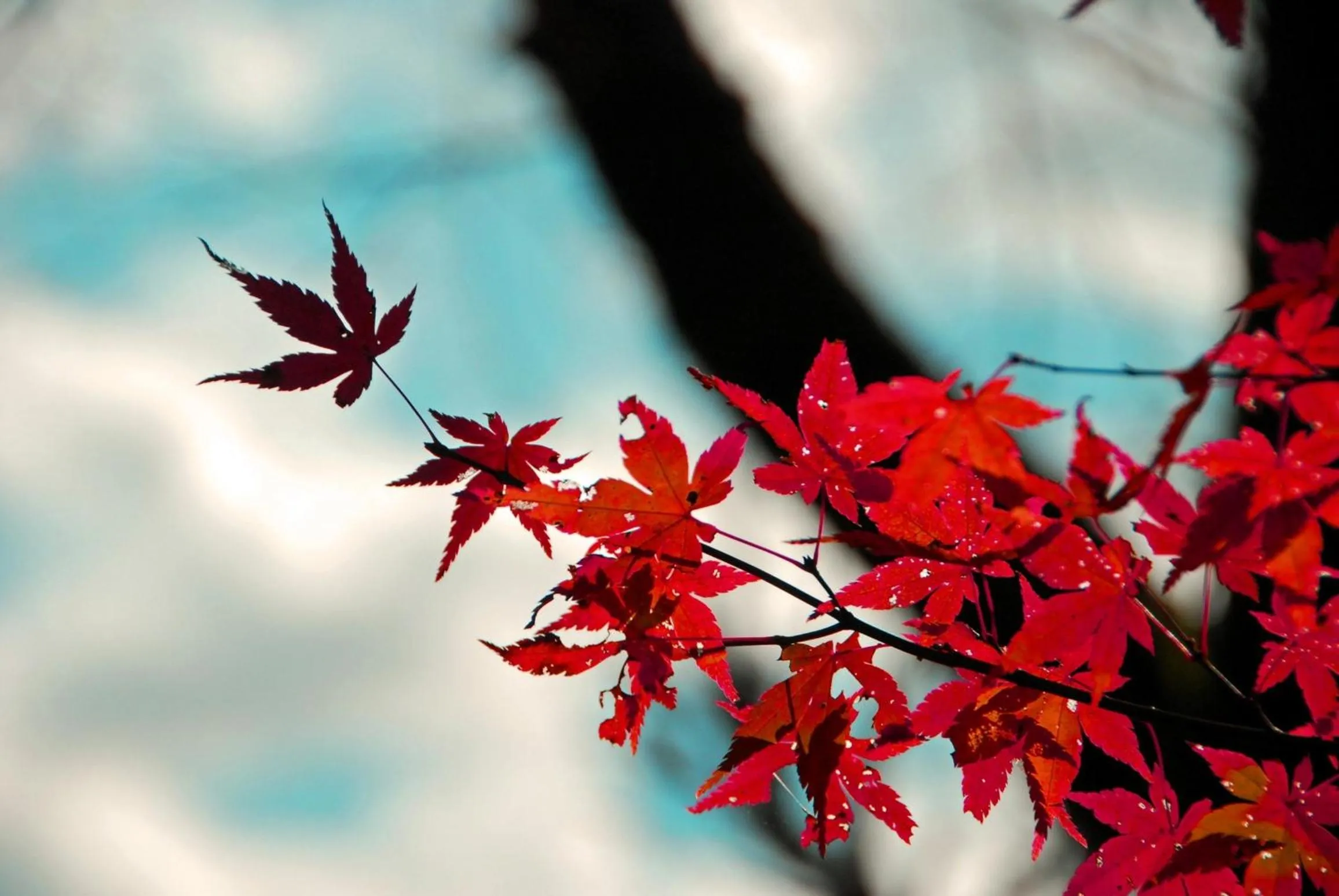 View (from property/room) in Stay SAKURA Kyoto Nijo Seasons