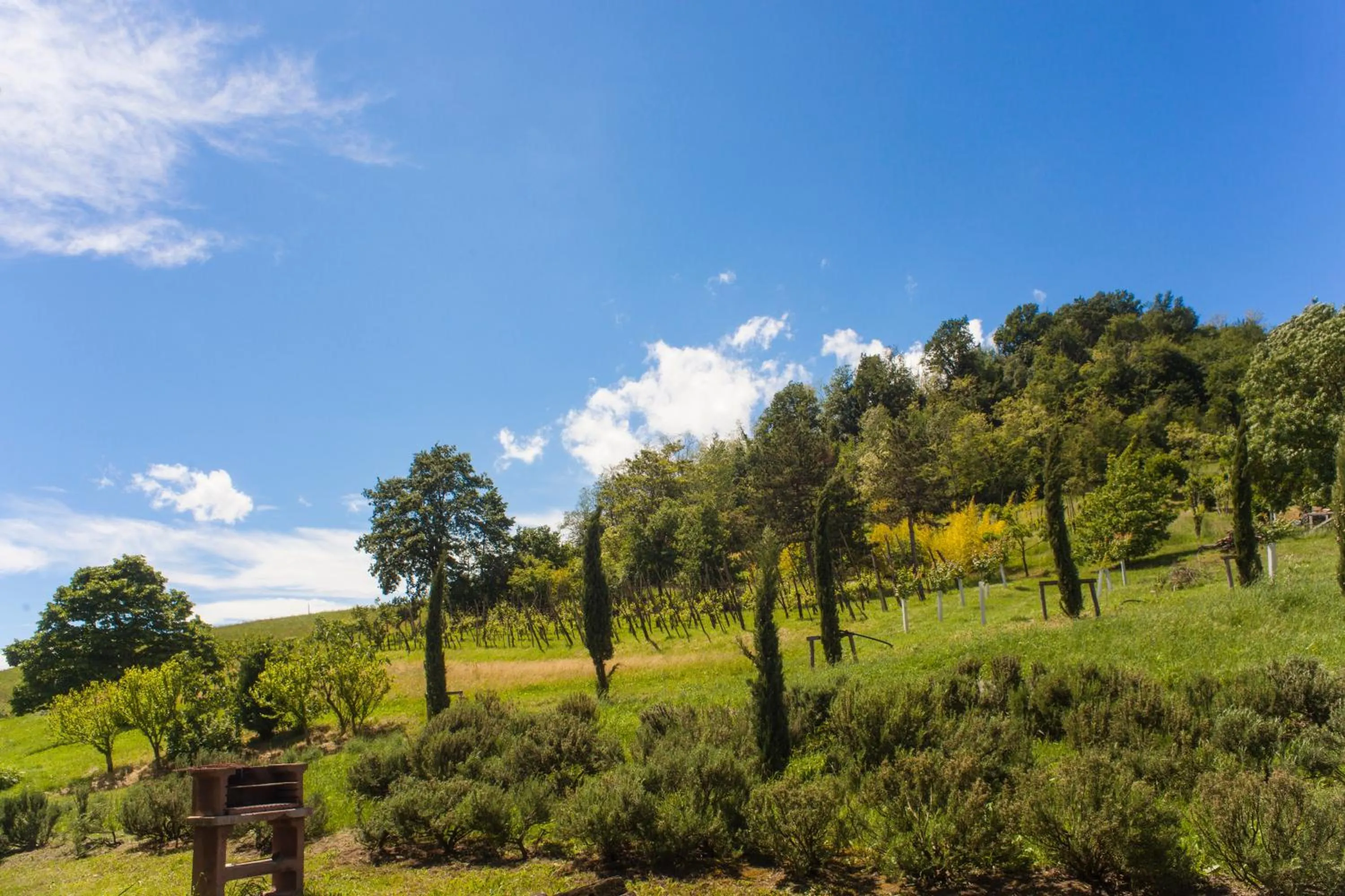 BBQ facilities in Agriturismo Il Cavicchio