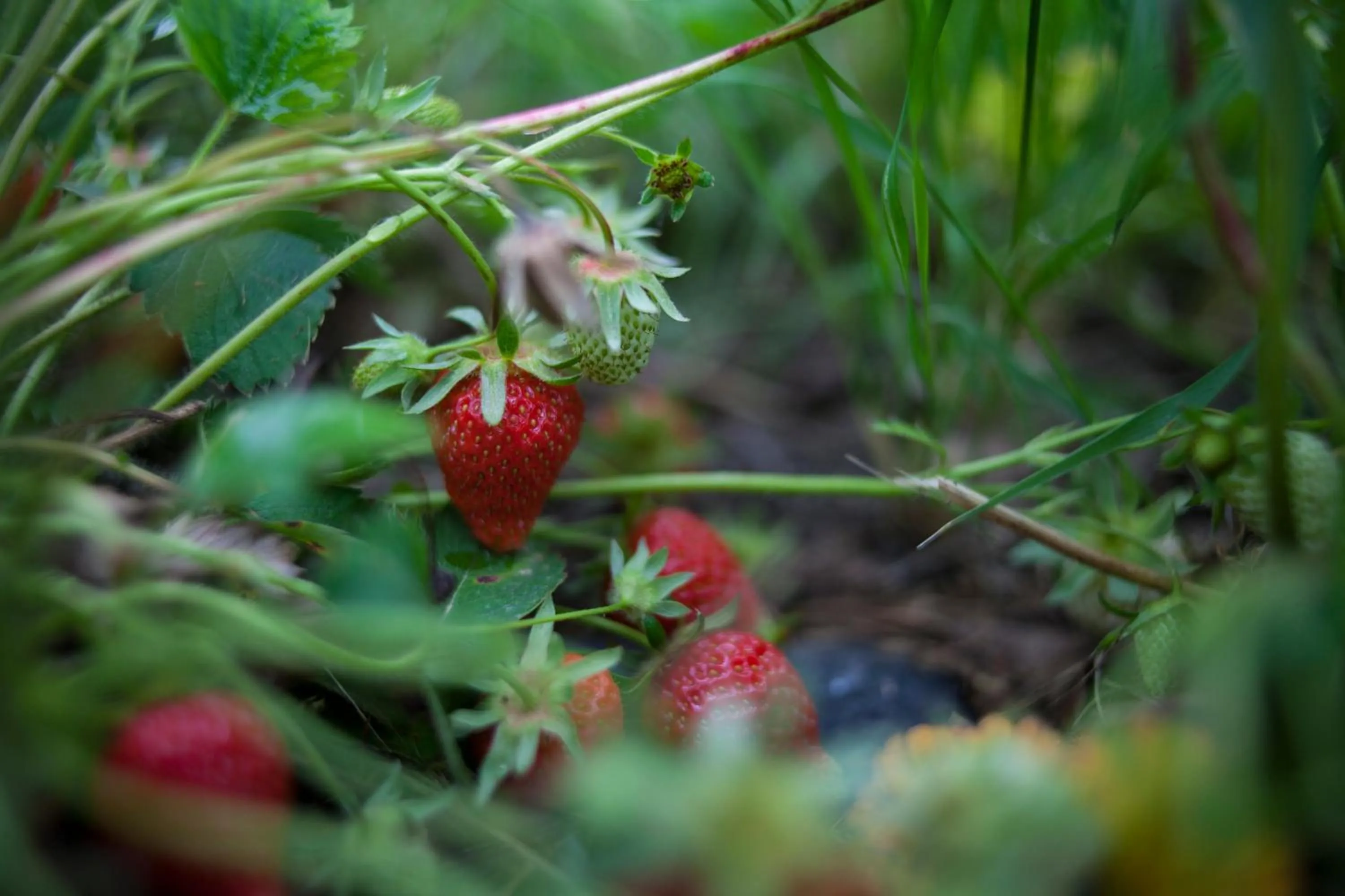 Food close-up in Agriturismo Il Cavicchio