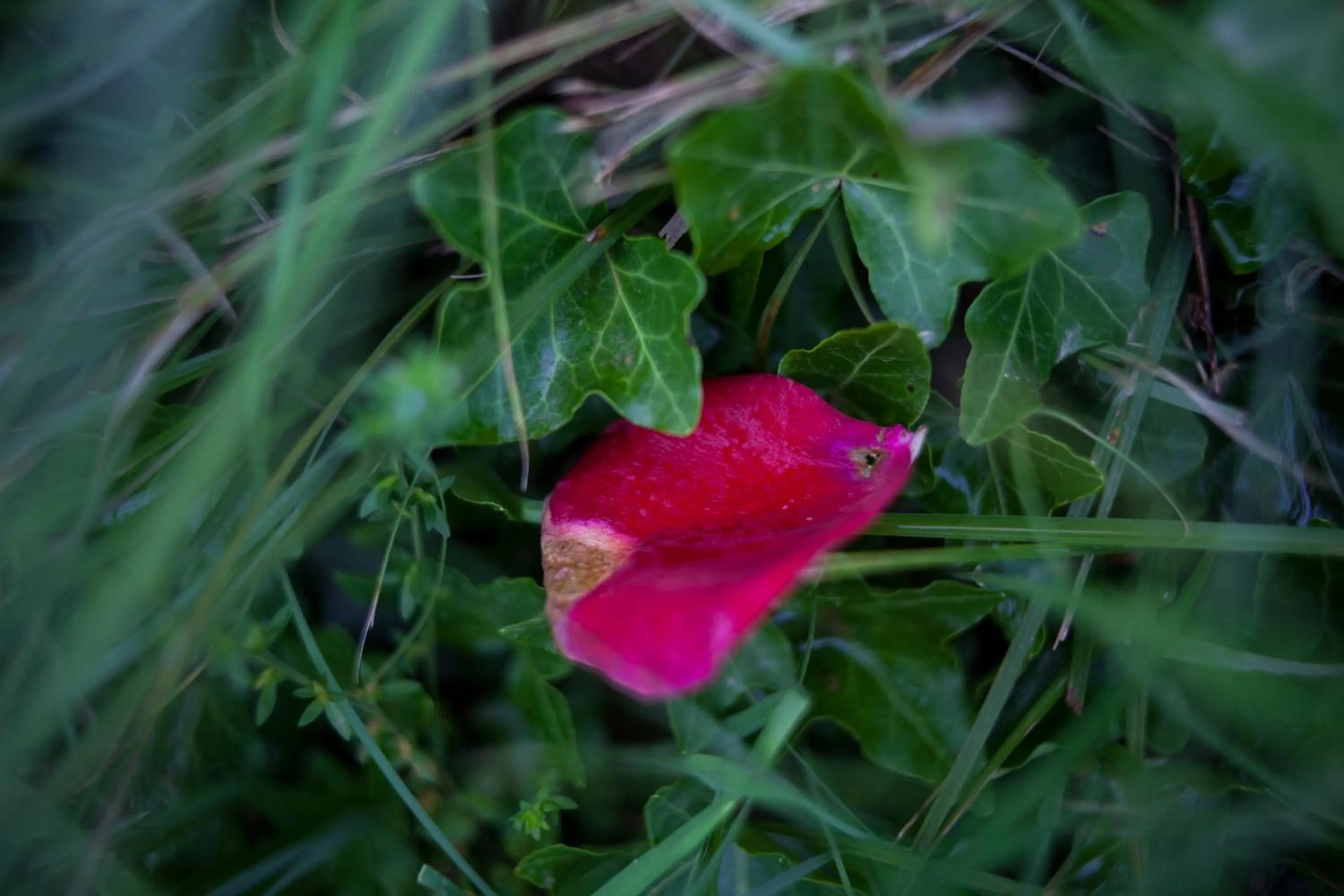 Decorative detail in Agriturismo Il Cavicchio