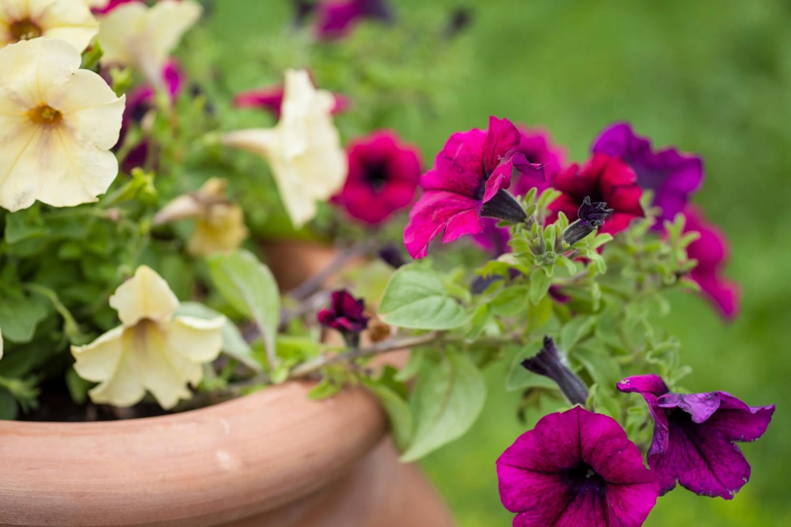 Decorative detail in Agriturismo Il Cavicchio