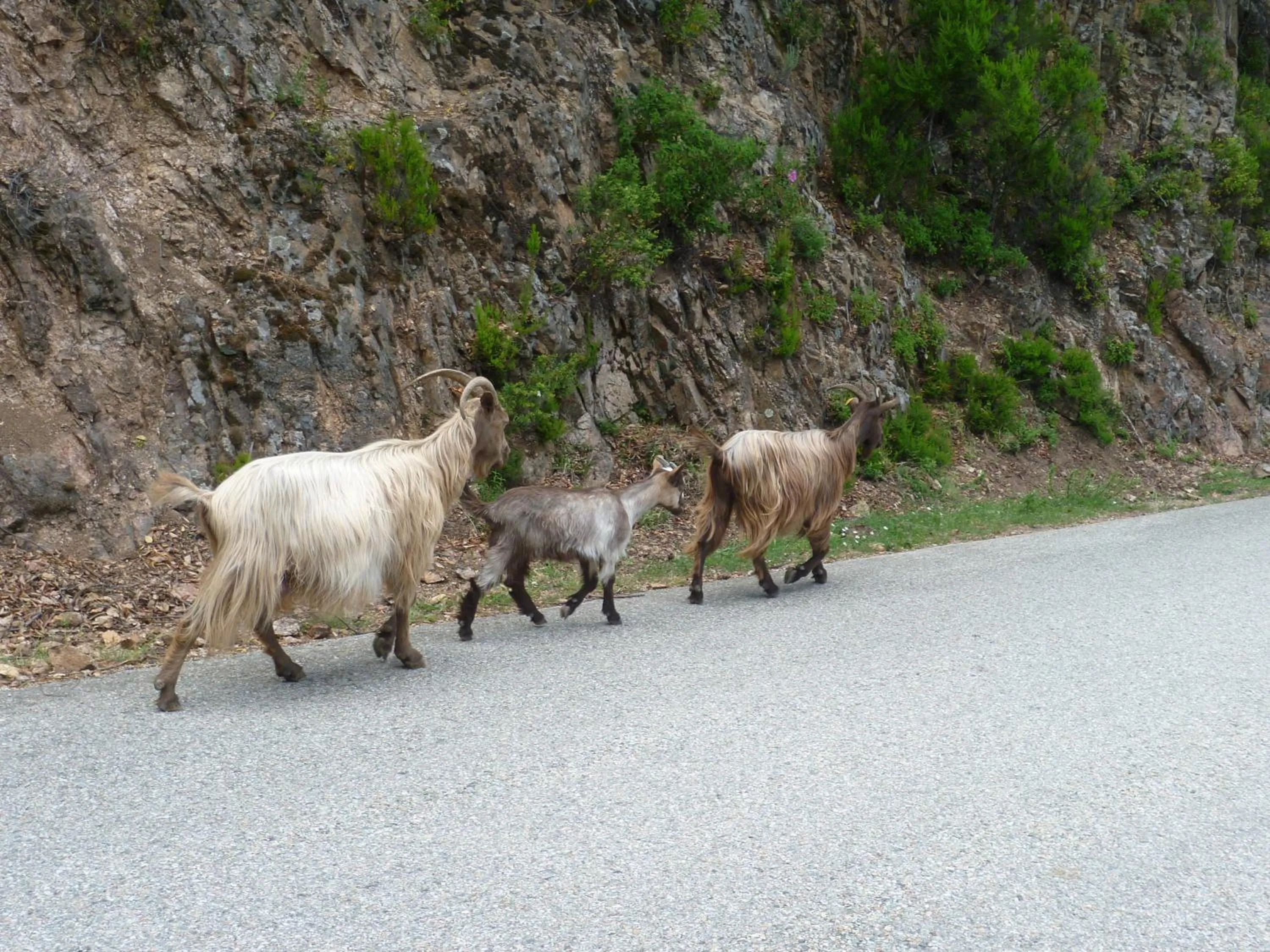 Other in Hôtel et Résidence Costa Rossa