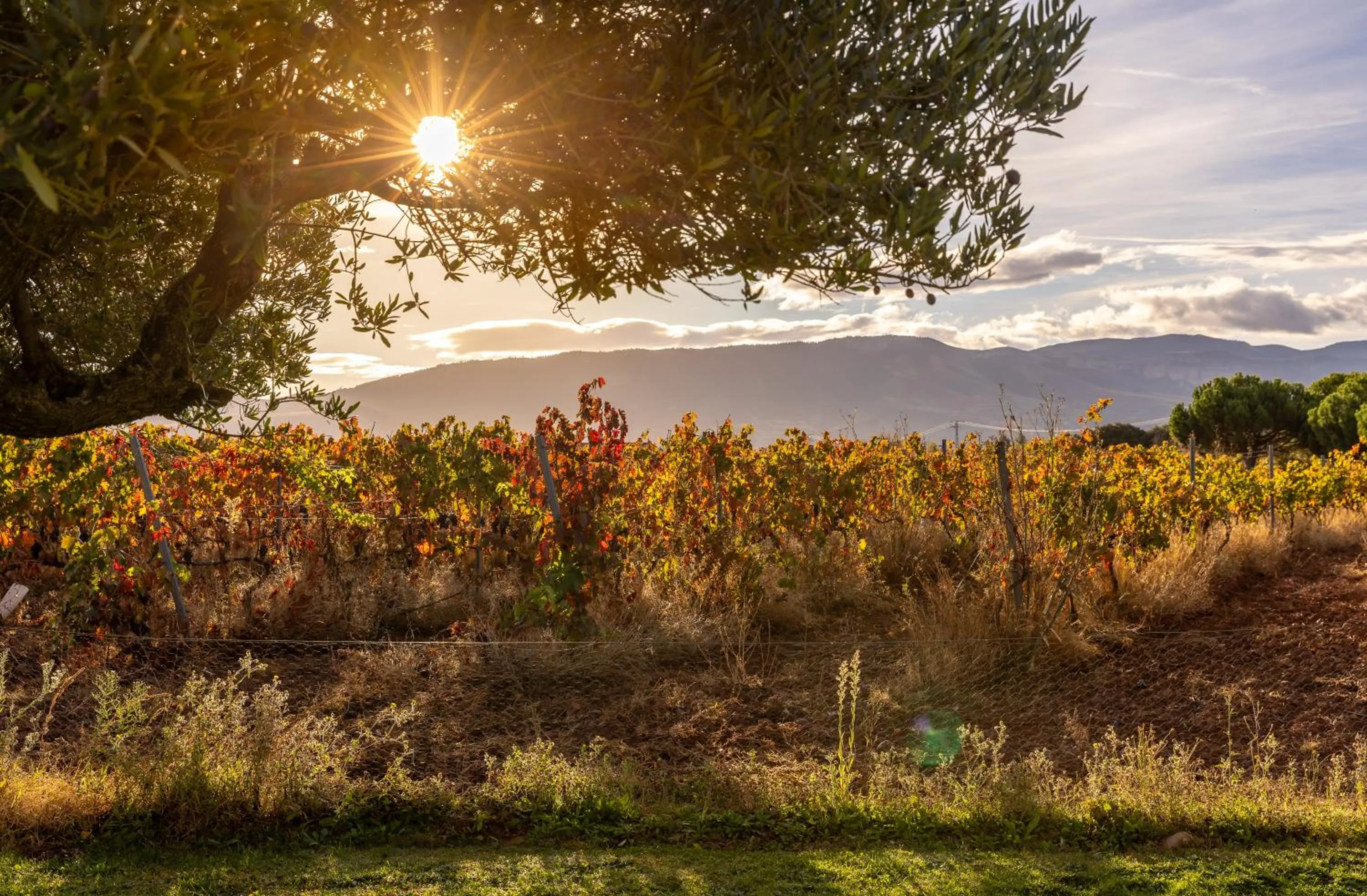 Sunrise in Hotel-Bodega Finca de Los Arandinos