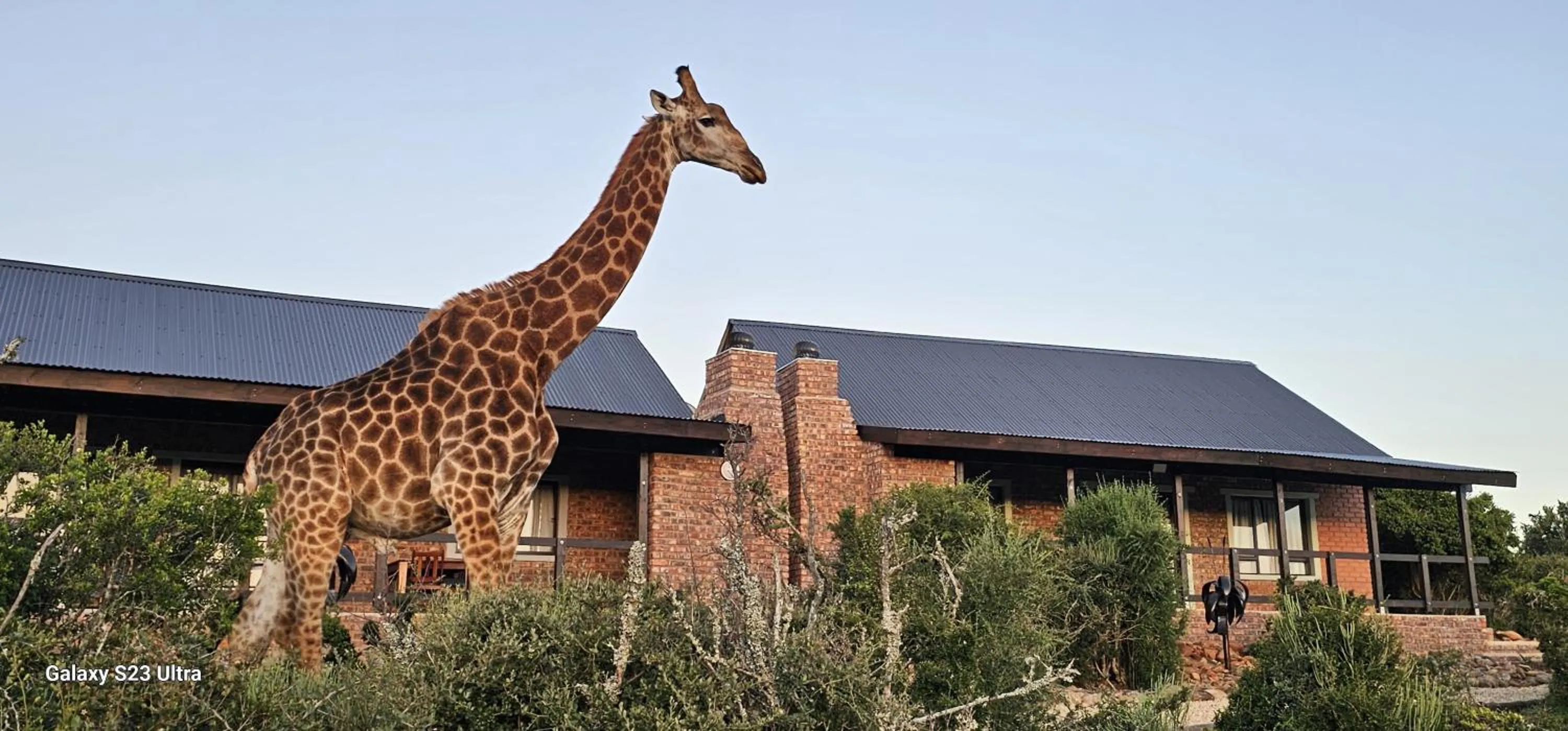 Animals in Valley Bushveld Country Lodge