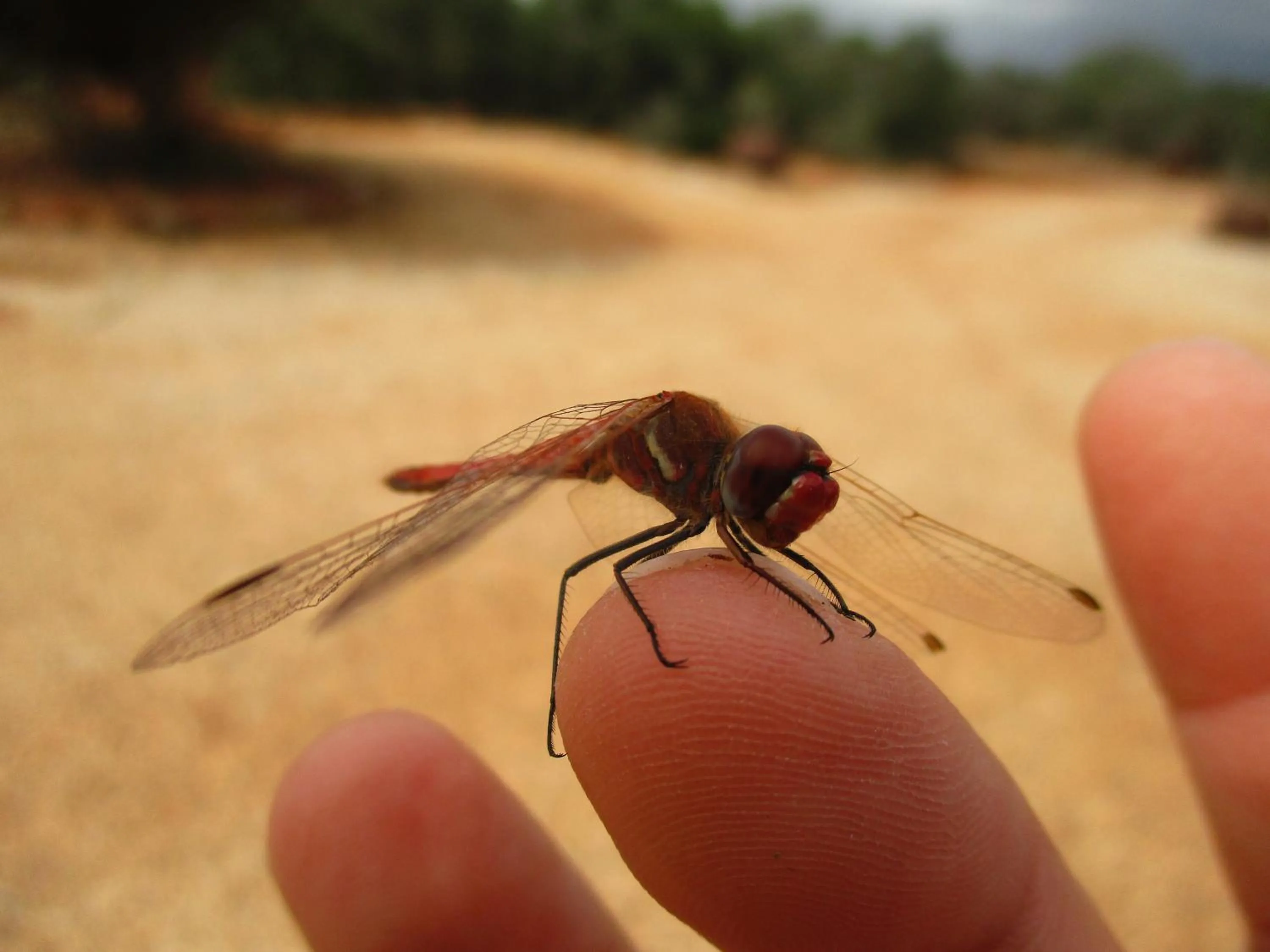 Garden in Valley Bushveld Country Lodge