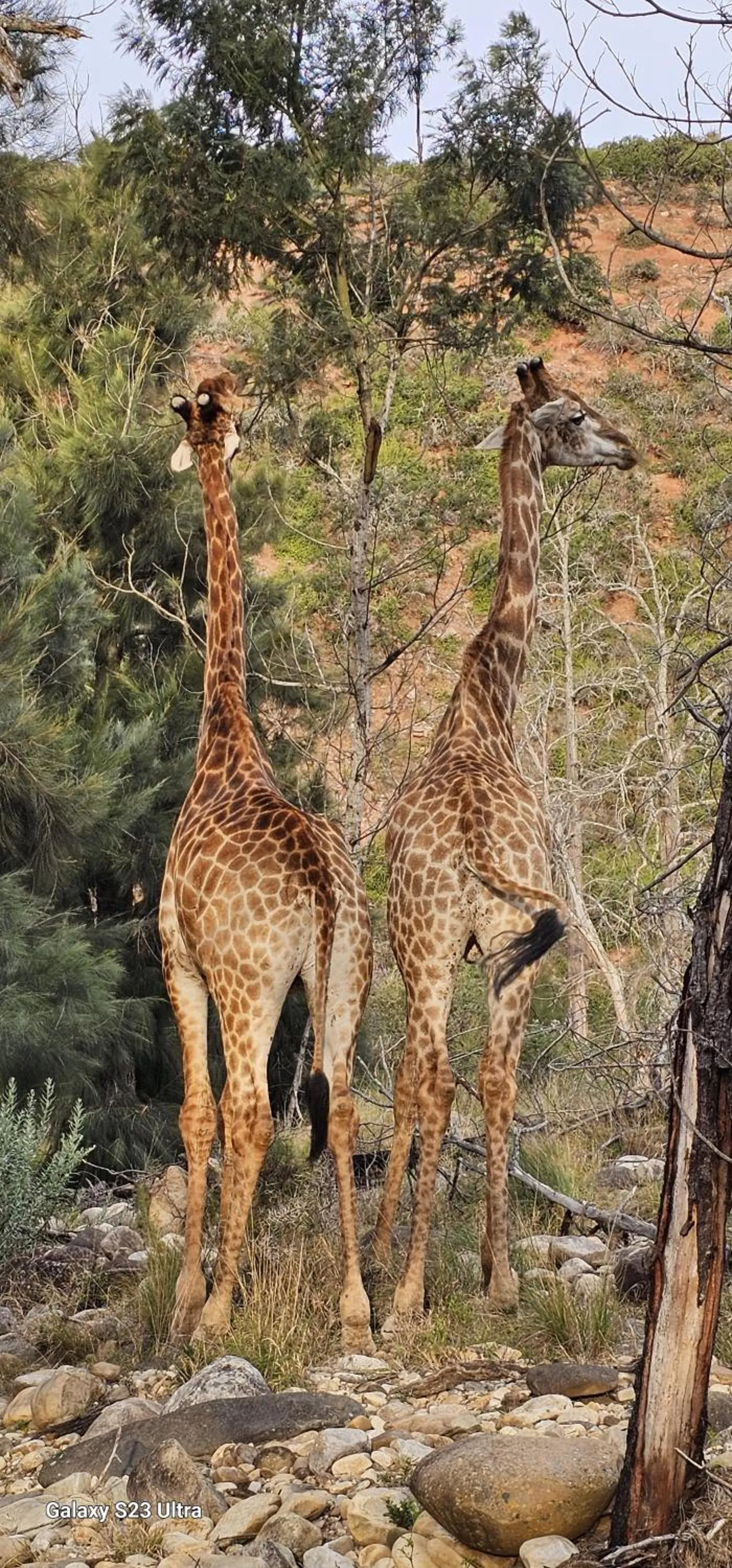 Animals in Valley Bushveld Country Lodge