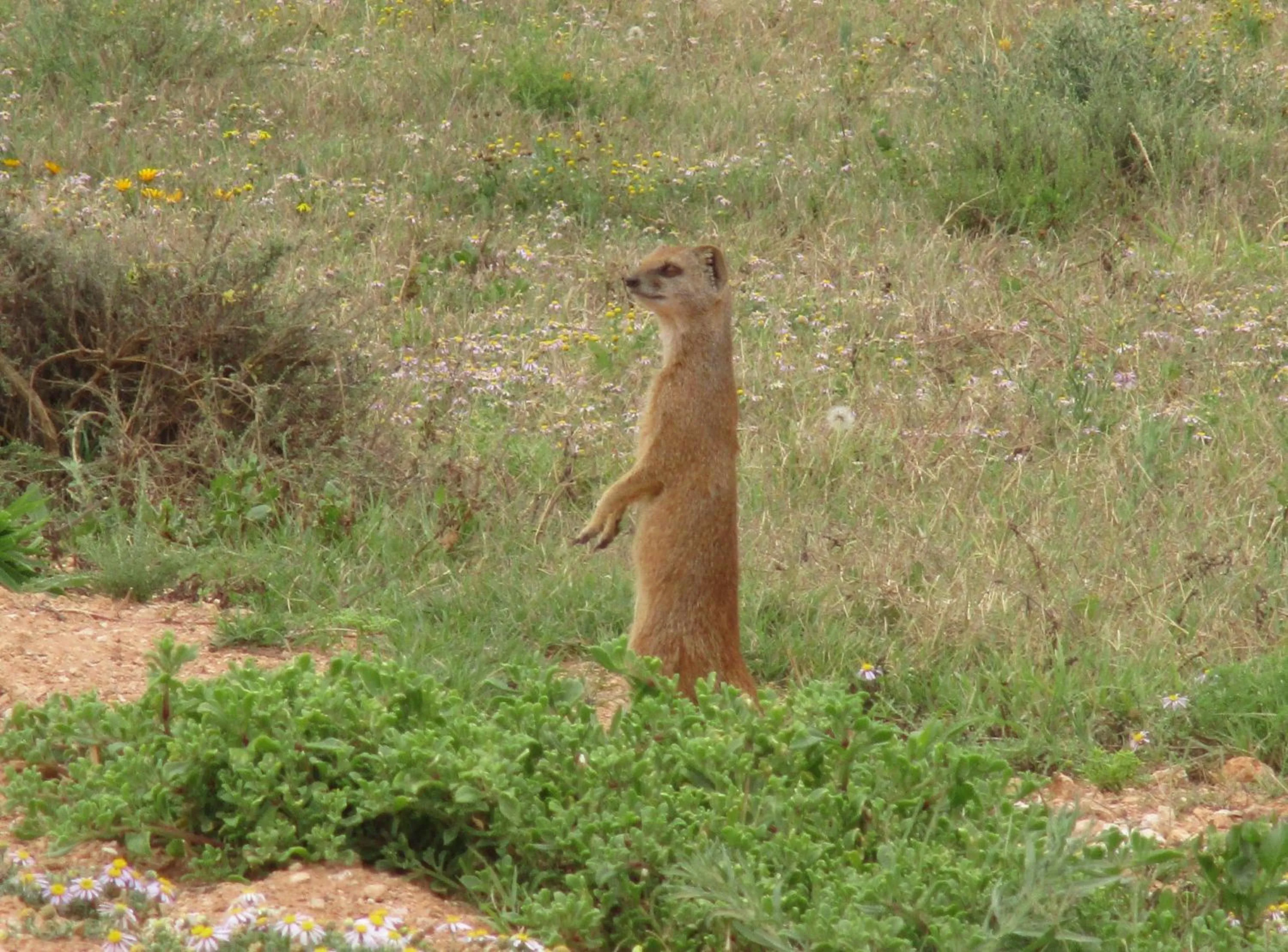 Animals in Valley Bushveld Country Lodge