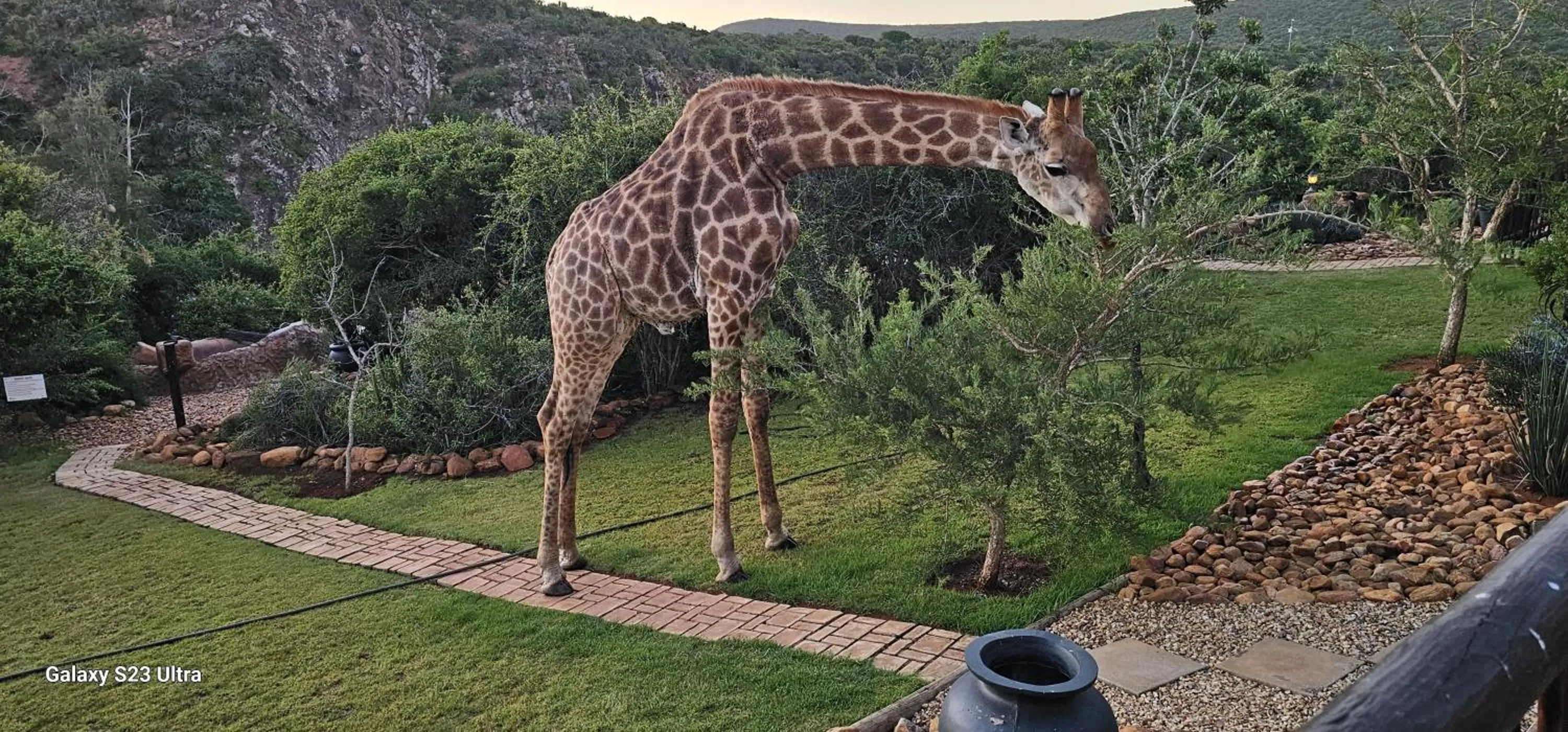 Animals in Valley Bushveld Country Lodge