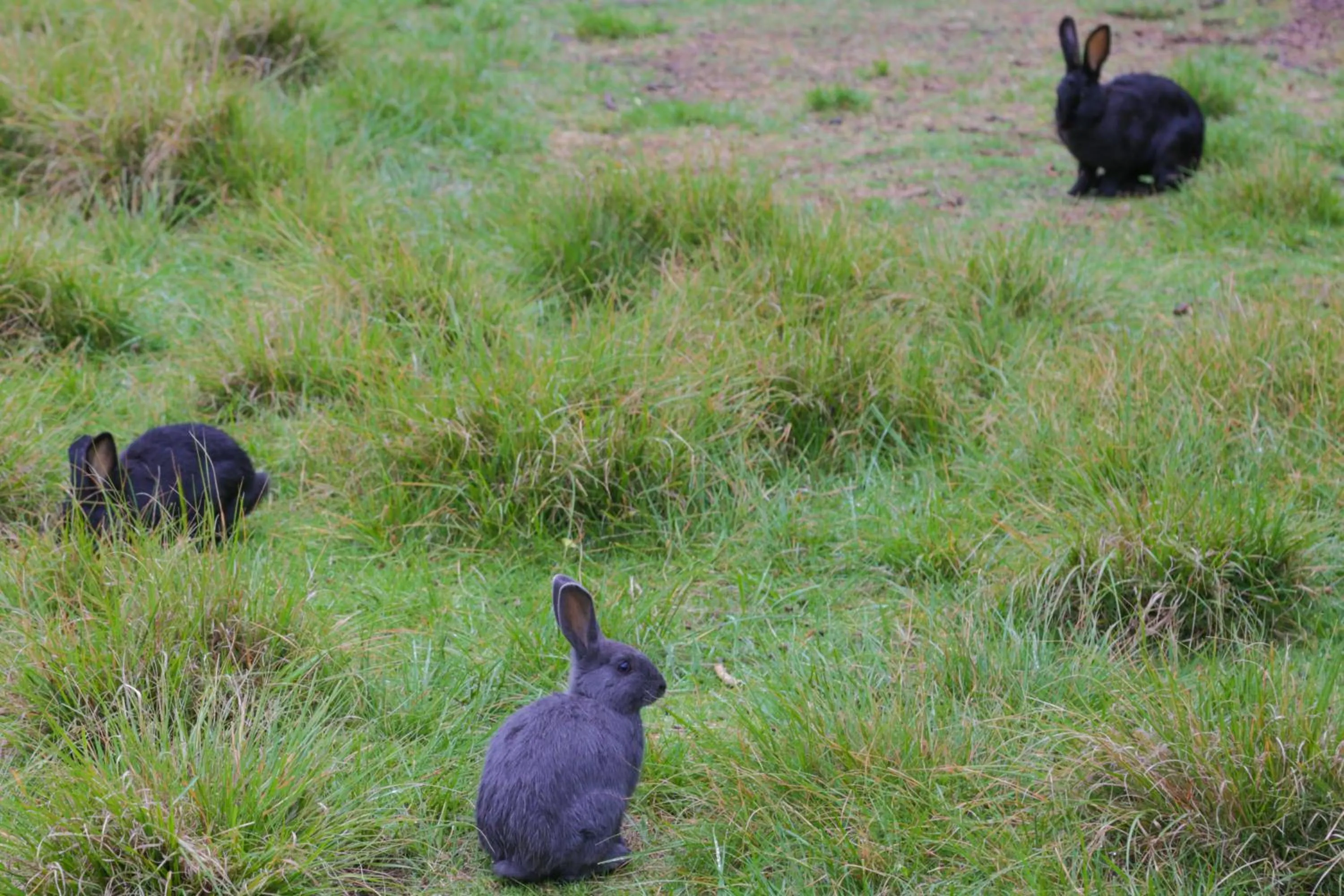 Animals in De Oude Meul Country Lodge & Restaurant
