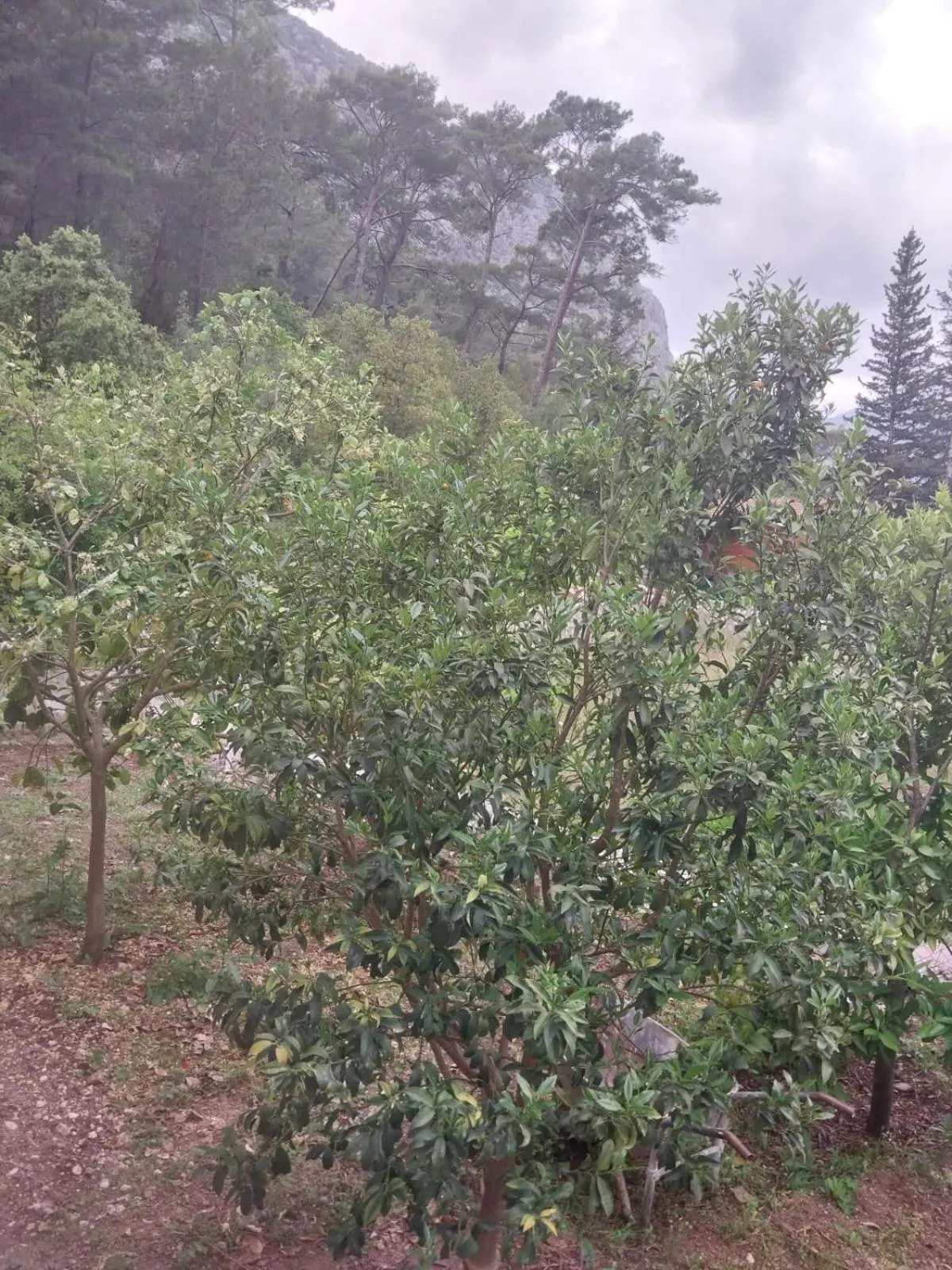 Garden view in Village Garden Pansiyon