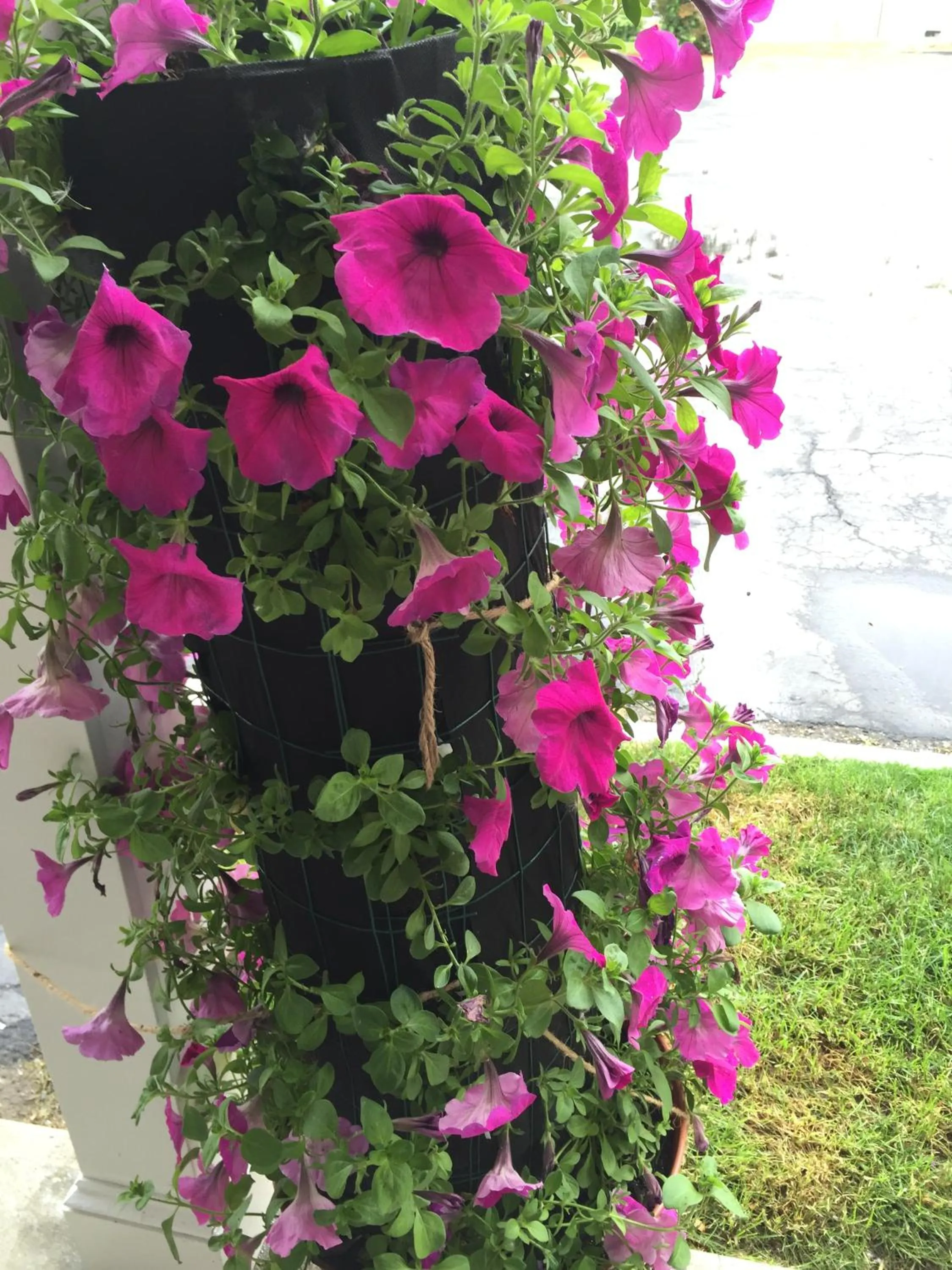 Spring in Cozy Corner Motel