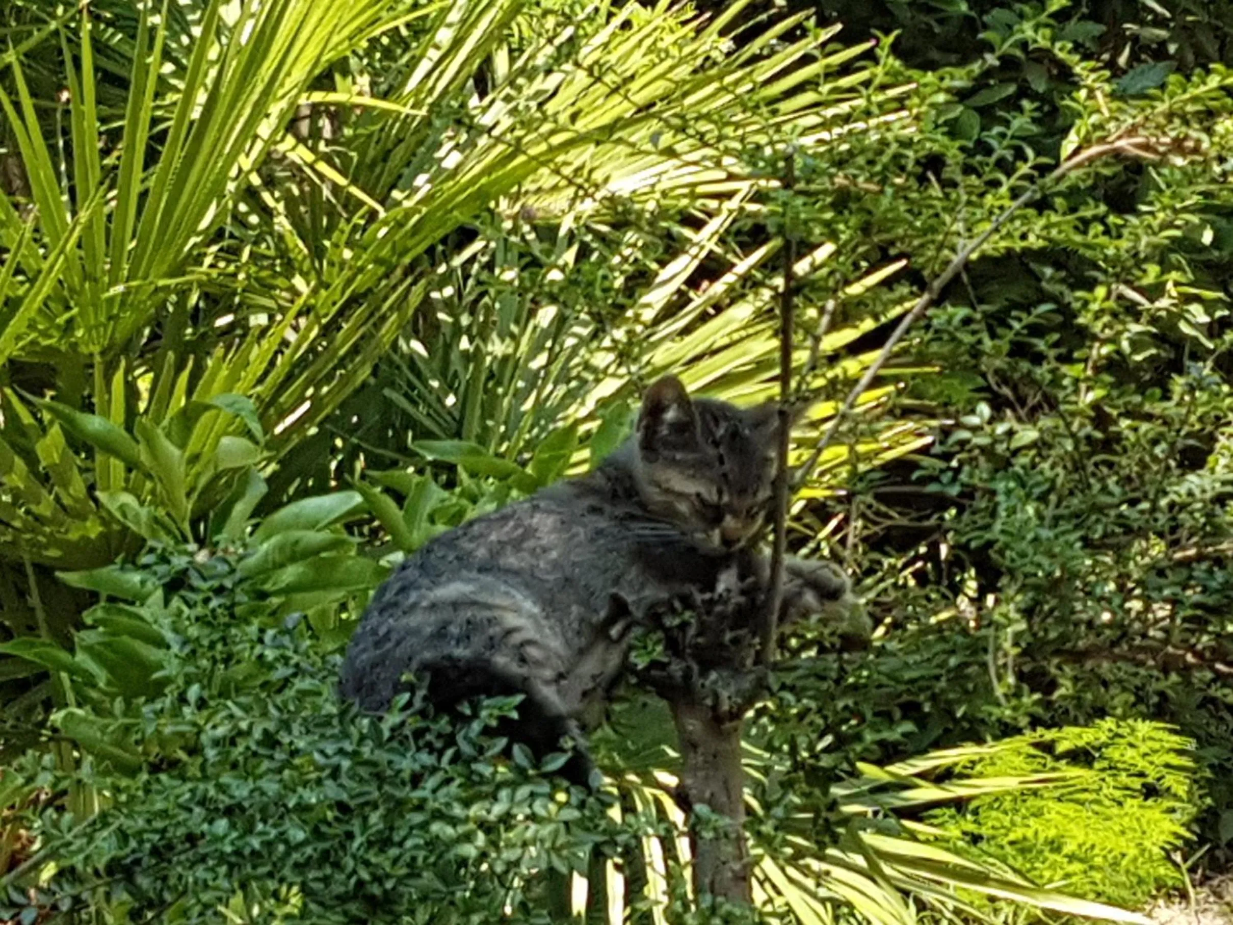 Il Giardino Di Vico Neve