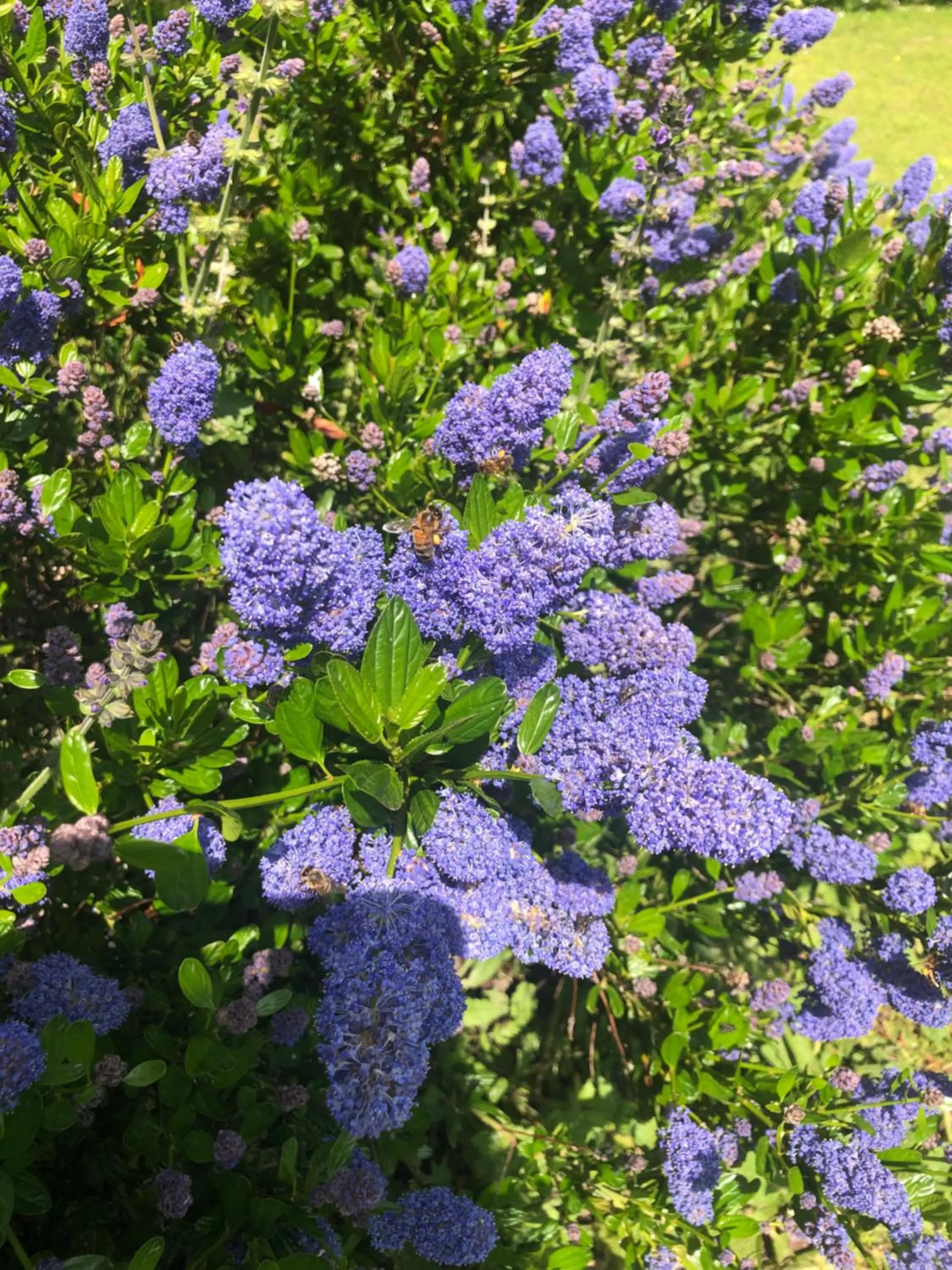 Garden in Le Logis de Vallans